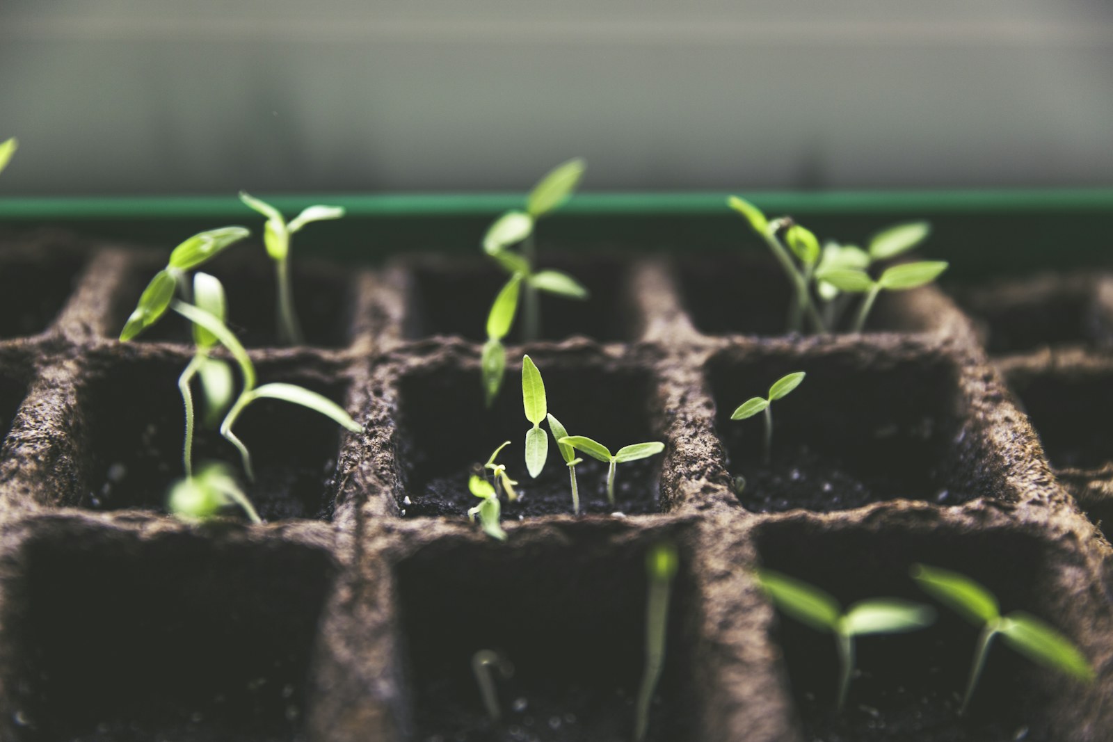 Why Your Seeds Are Not Germinating (10 Real Reasons)