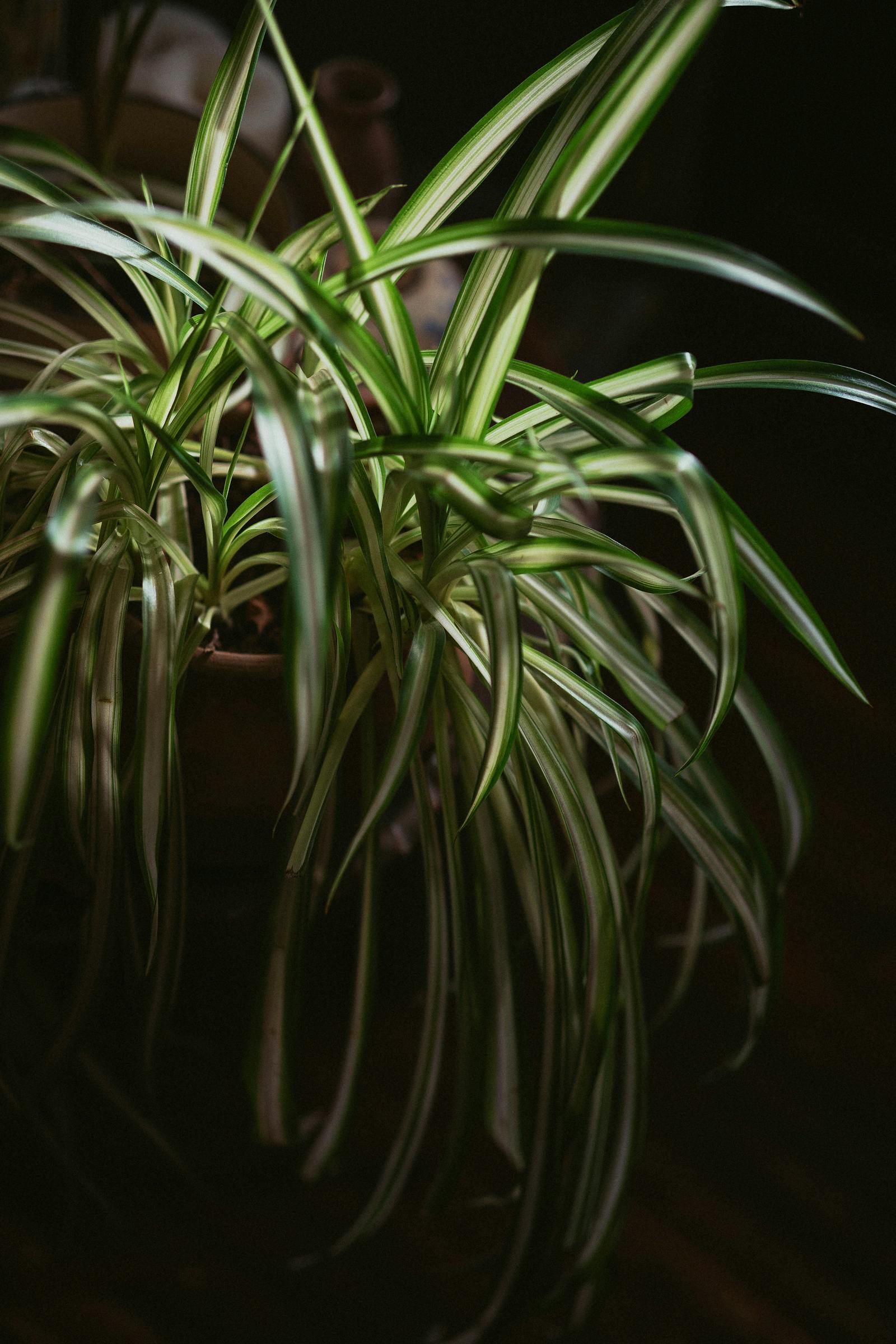 How to Grow a Spider Plant (One of the Easiest Houseplants You Can Own)