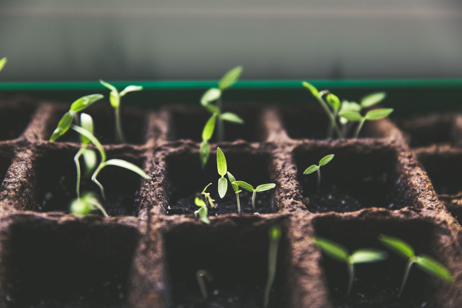 Why Your Seedlings Are Tall and Leggy (And How to Fix Them)