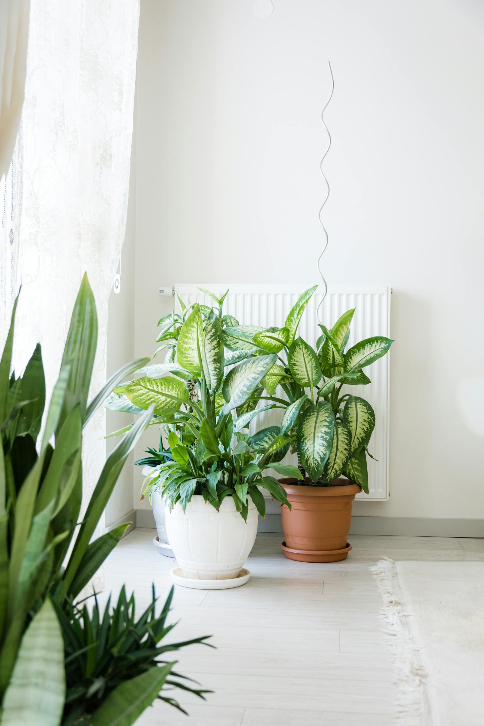 The Best Plants for a North-Facing Window (When Direct Sun Is Off the Table)