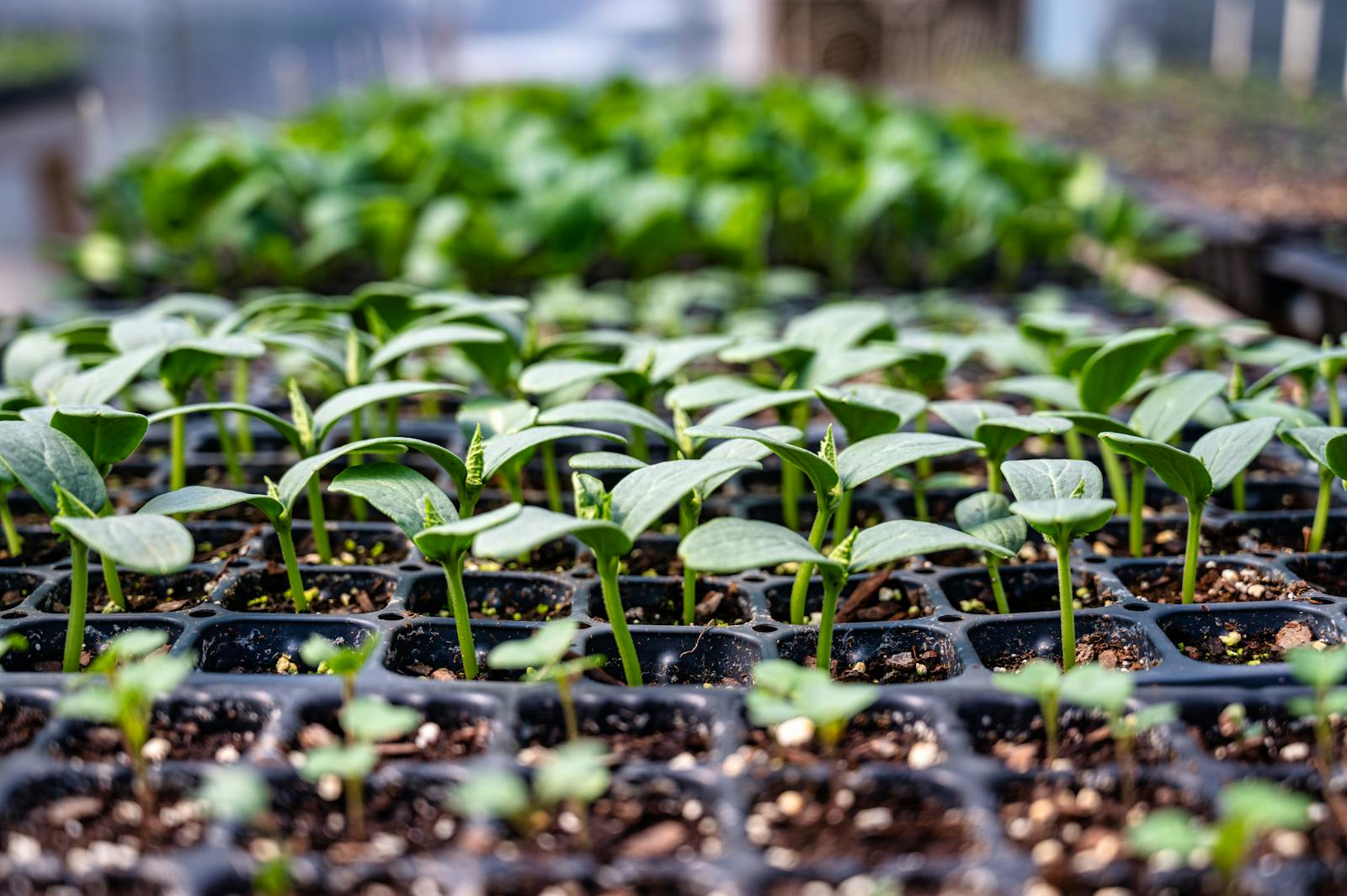 How to Harden Off Seedlings (So They Survive the Move Outside)