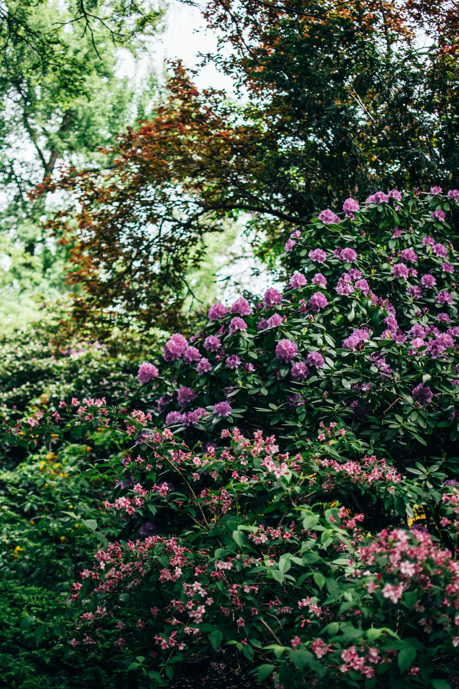 Why Your Plant Is Not Flowering (And How to Fix It)