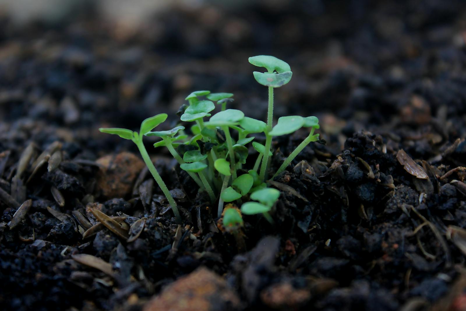 How to Read a Seed Packet (Line by Line, So You Stop Guessing)