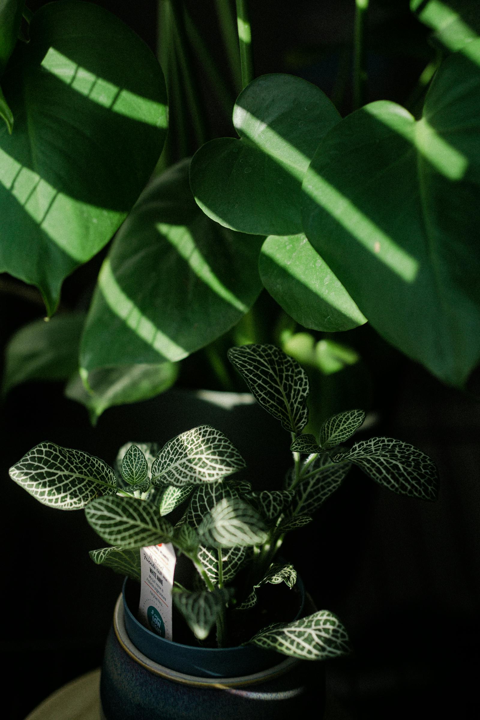 Pothos Care for Beginners: Everything You Need to Keep One Alive (And Make It Thrive)