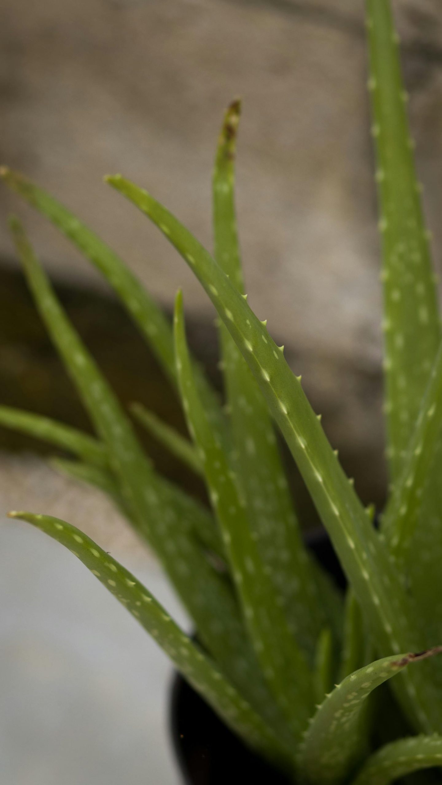 Why Your Houseplant Leaves Are Turning Yellow (And How to Fix It)