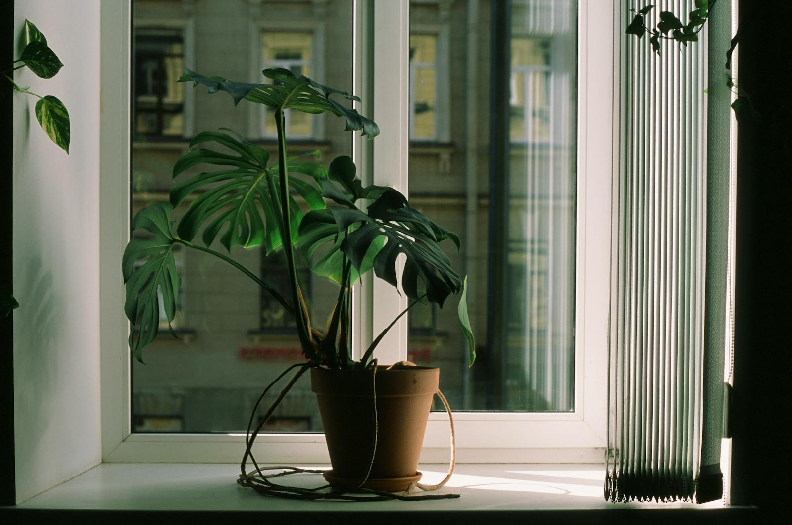 The Best Low-Light Indoor Plants That Will Actually Survive in a Dark Apartment