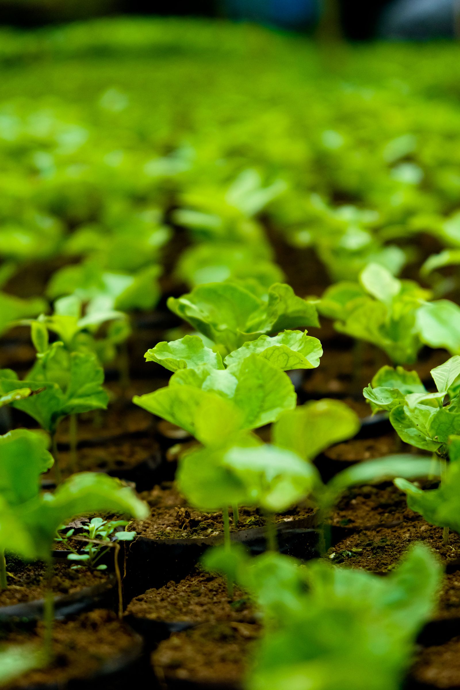 The 7 Easiest Plants for Absolute Beginners (That Are Almost Impossible to Kill)
