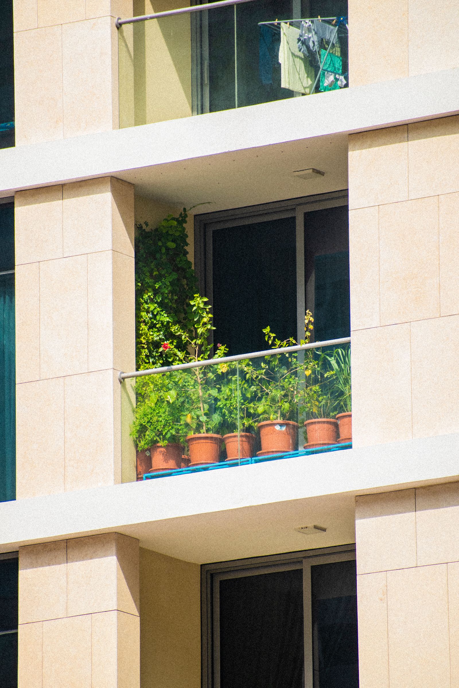 The Best Plants for a Hot, Sunny Balcony (That Actually Survive the Heat)