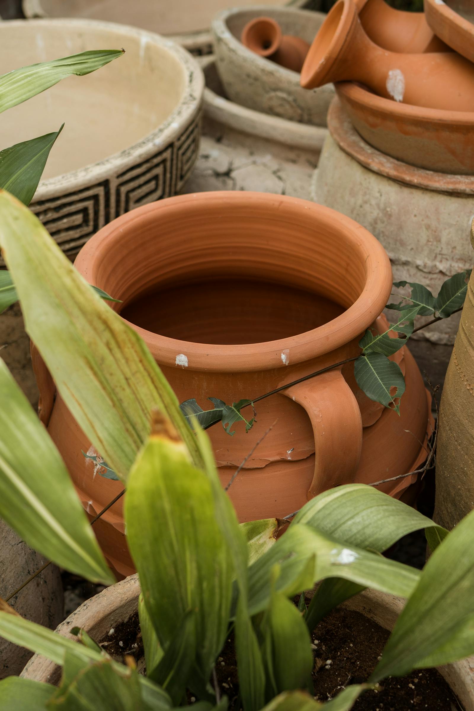 Plastic vs Terracotta vs Ceramic Pots: Which One Should You Actually Buy?