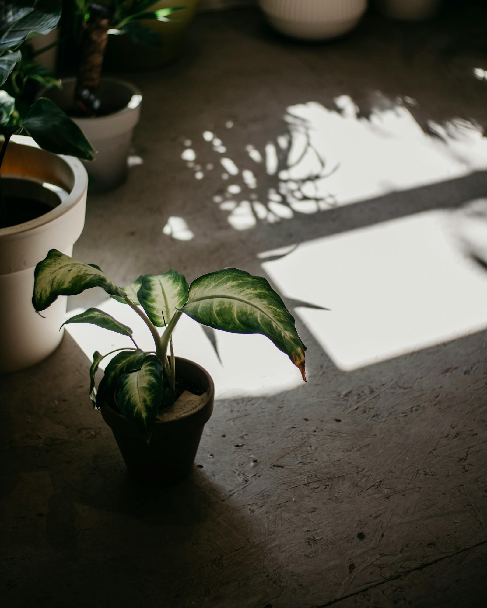 How Much Sunlight Do Plants Really Need? A No-Nonsense Guide for Beginners