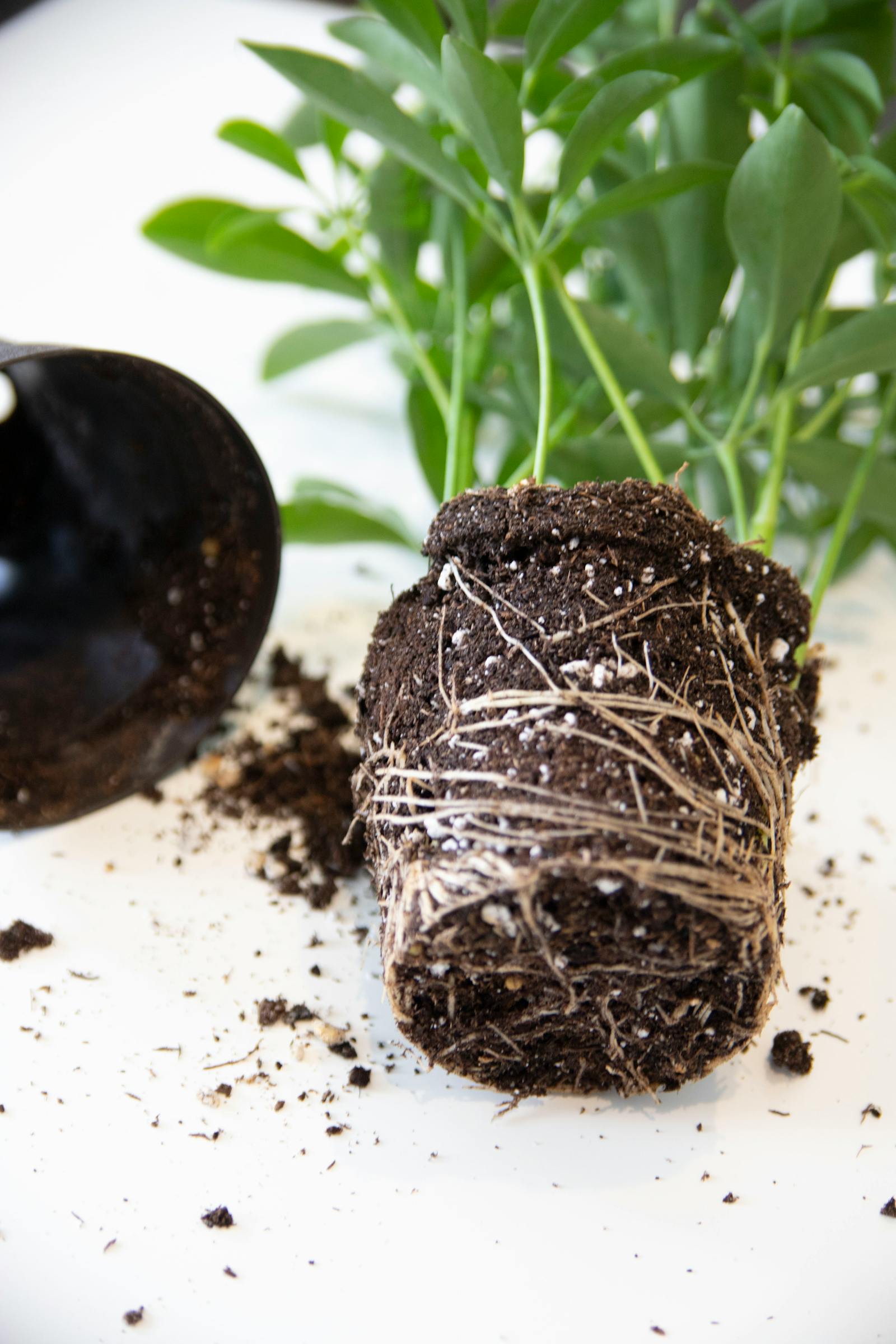 How to Get Rid of Fungus Gnats in Houseplant Soil (For Good)