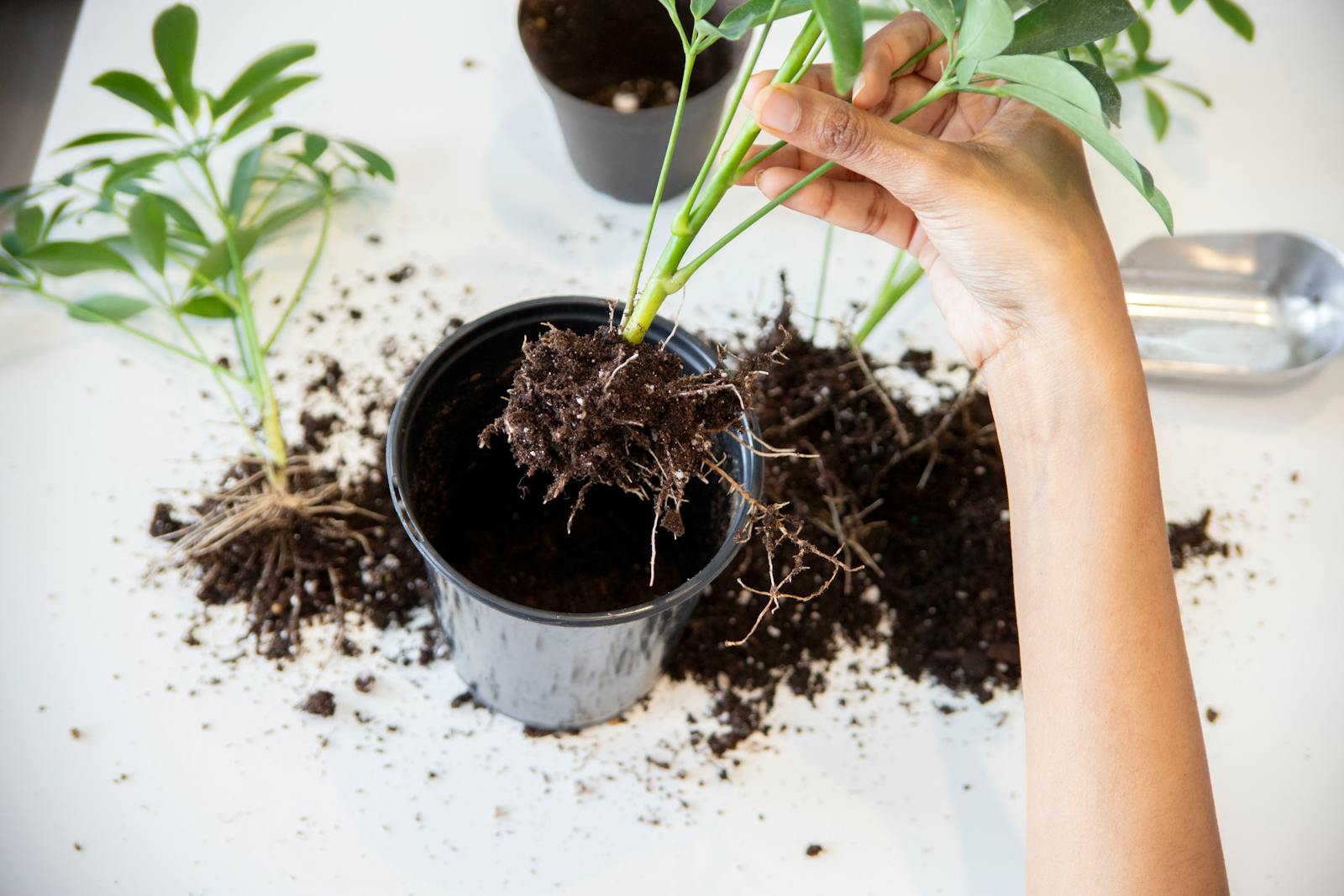 Why Your Potted Plant Keeps Wilting (And How to Stop It)