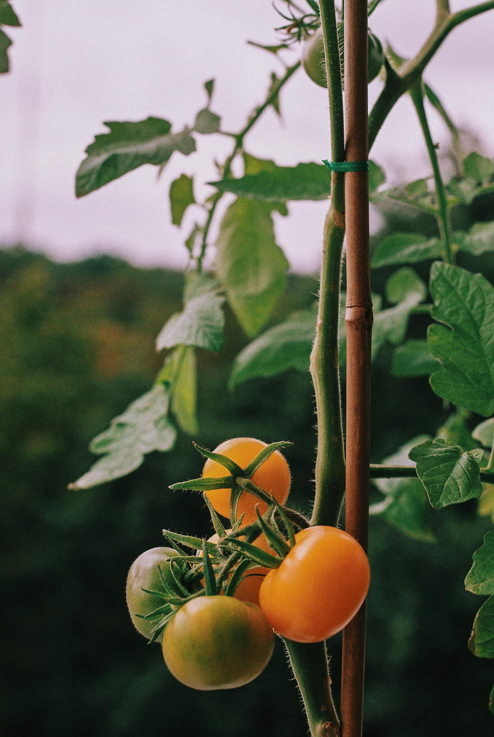 Why Your Plant Leaves Are Curling (5 Likely Causes)