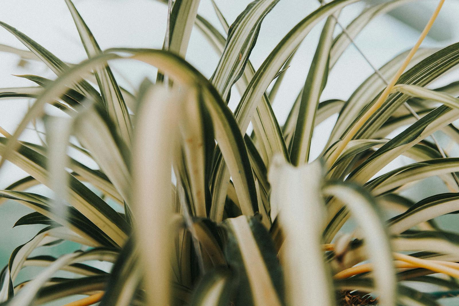 Winter Houseplant Care: What Changes (And What You Might Be Doing Wrong)