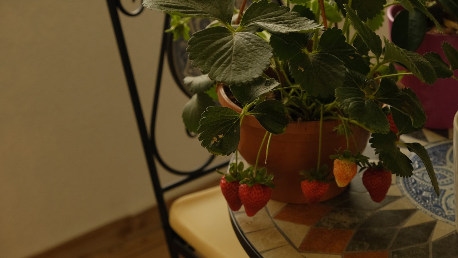 How to Grow Strawberries in Pots (Real Harvests from Container Plants)