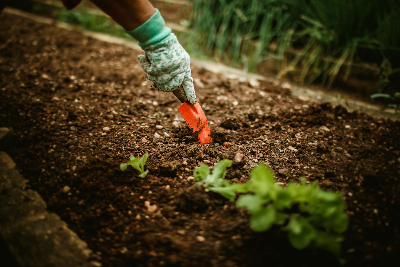 What Is Mulch (And Why Every Beginner Should Use It)