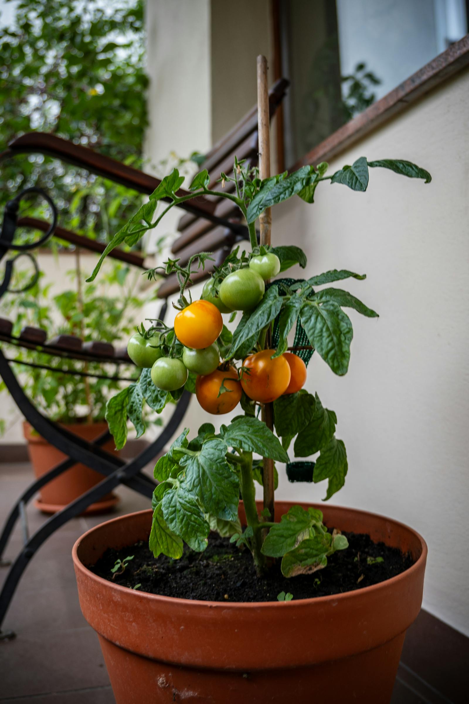 How to Grow Vegetables on a Balcony: A Beginner’s Realistic Plan