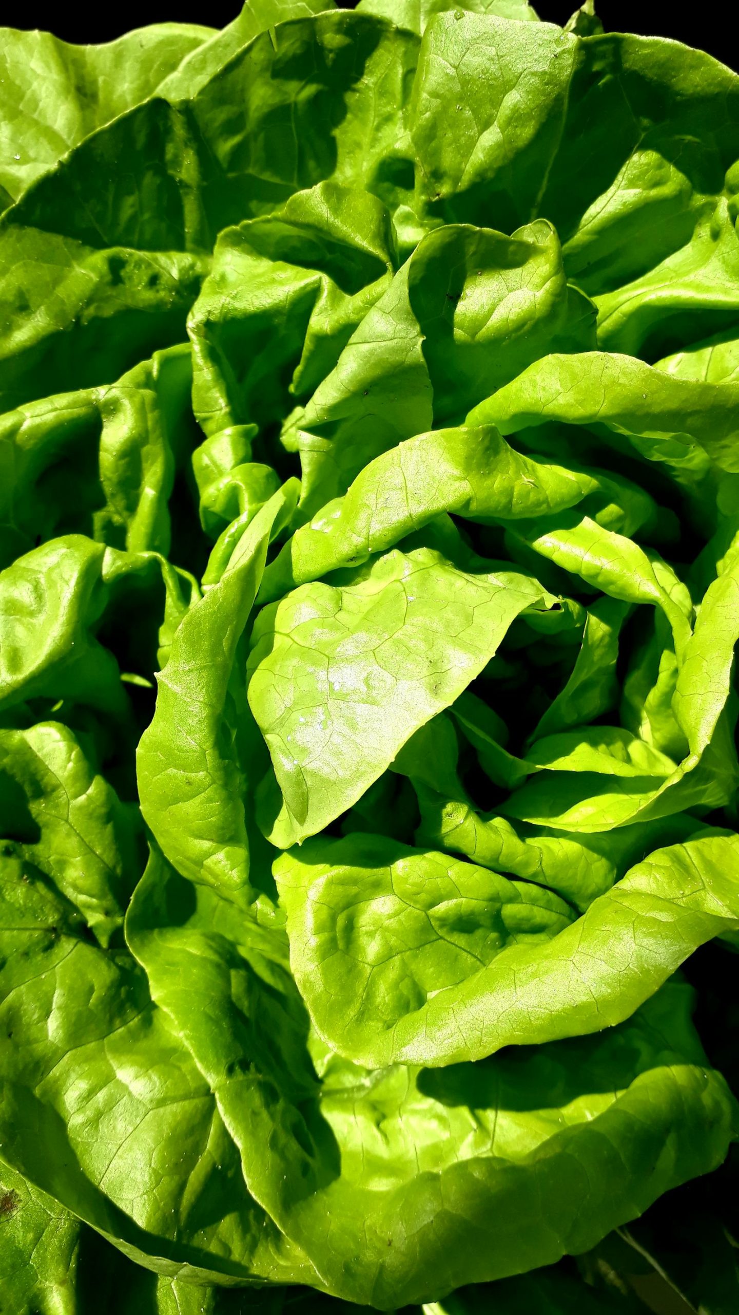How to Grow Lettuce in Containers: The Easiest Fresh Salad of Your Life