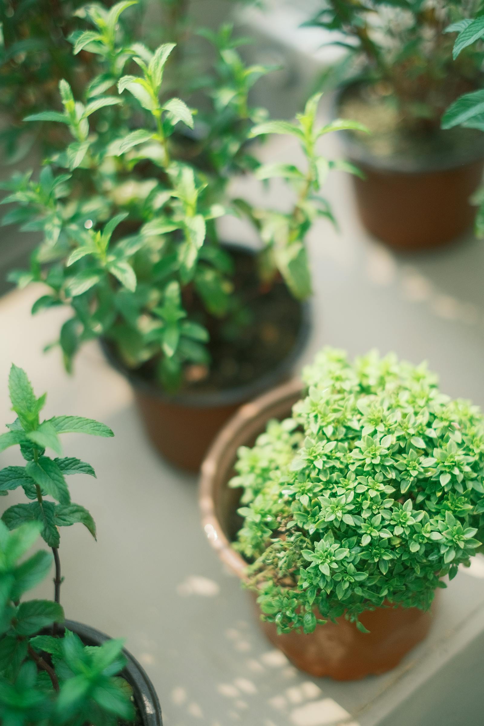 How to Grow Herbs on a Balcony: A Practical Setup That Actually Works