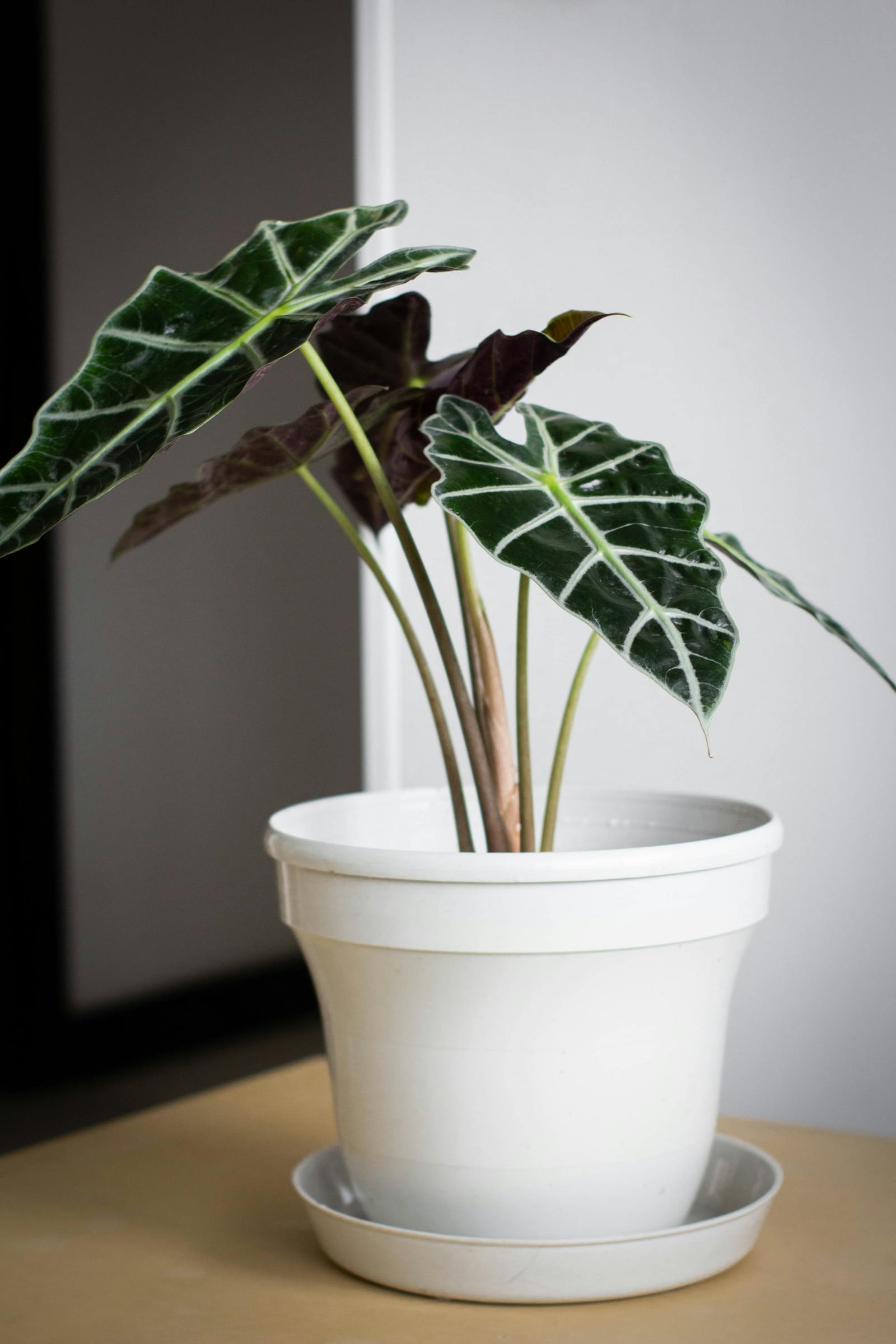 ZZ Plant Care: The Houseplant You Almost Cannot Kill