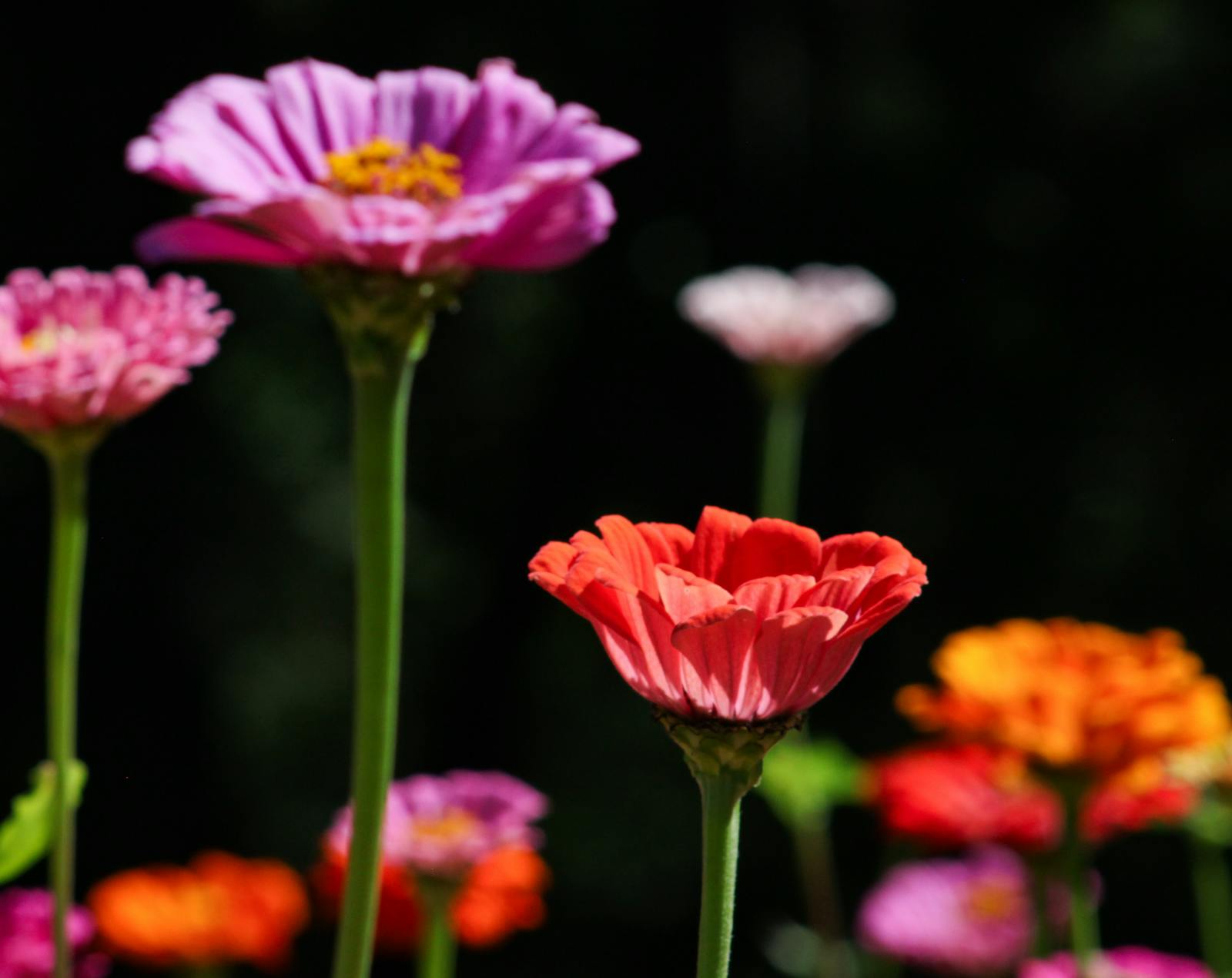 How to Grow Marigolds From Seed (The Cheapest Garden Colour)