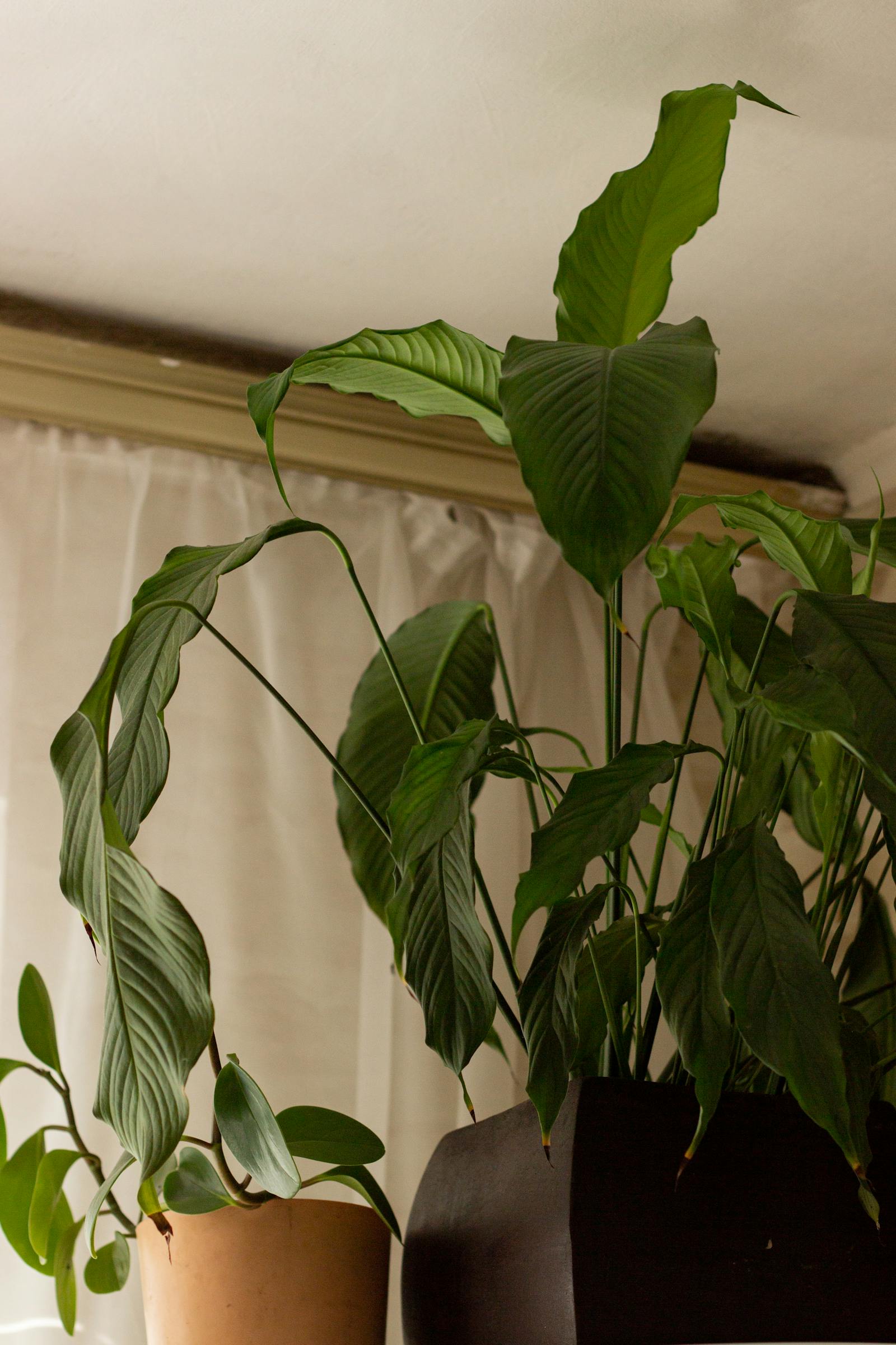 Peace Lily Care: A Complete Beginner Guide