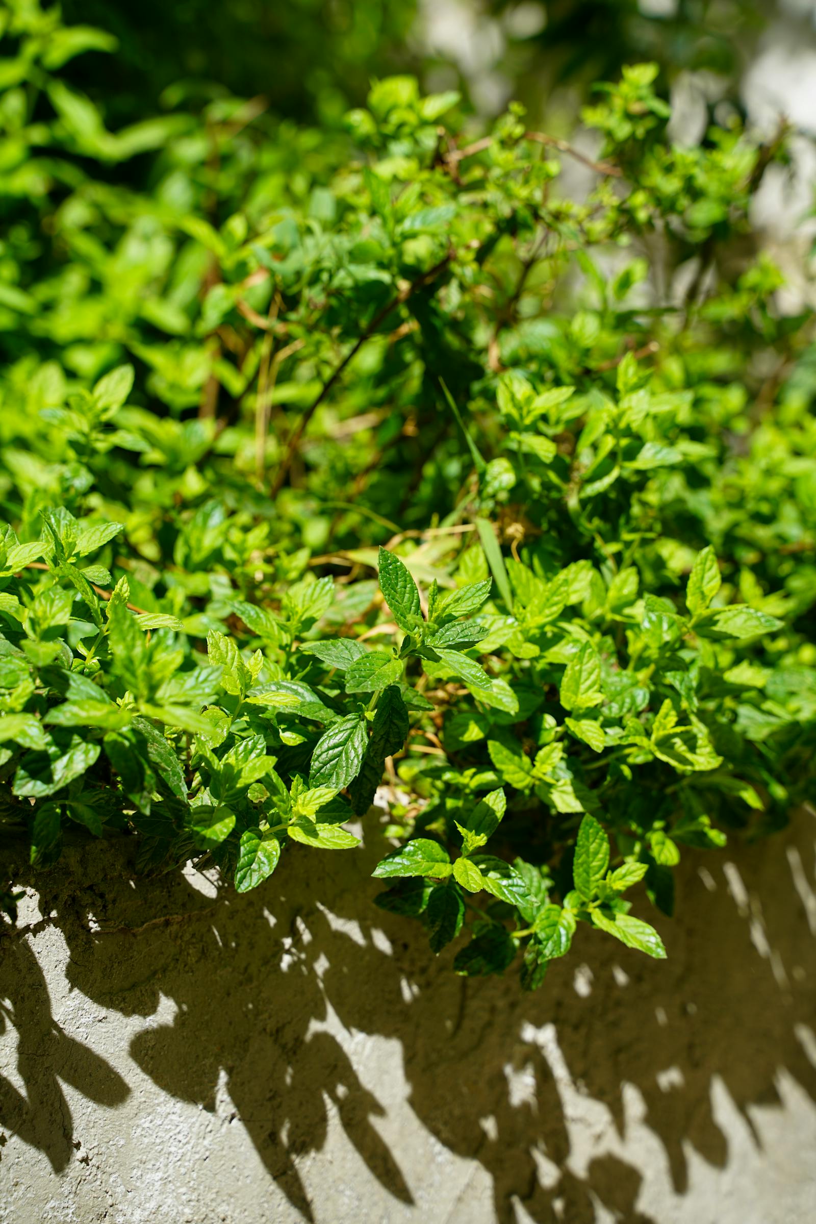 How to Grow Mint (and Stop It Taking Over Everything)