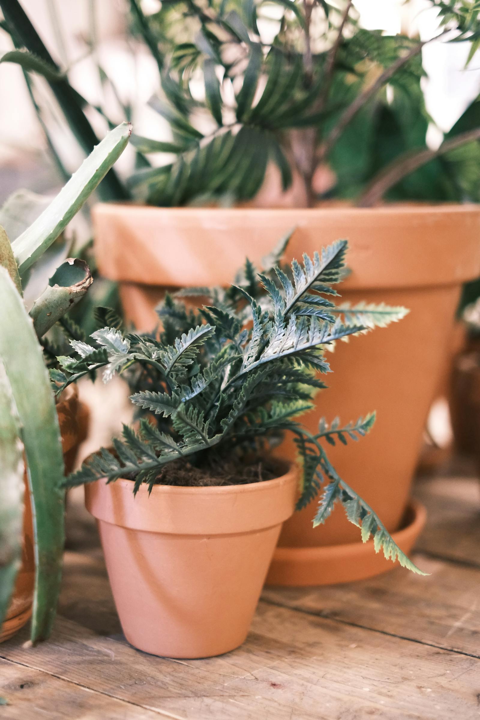 The Best Plants for a Bathroom (Humidity-Loving Champions)