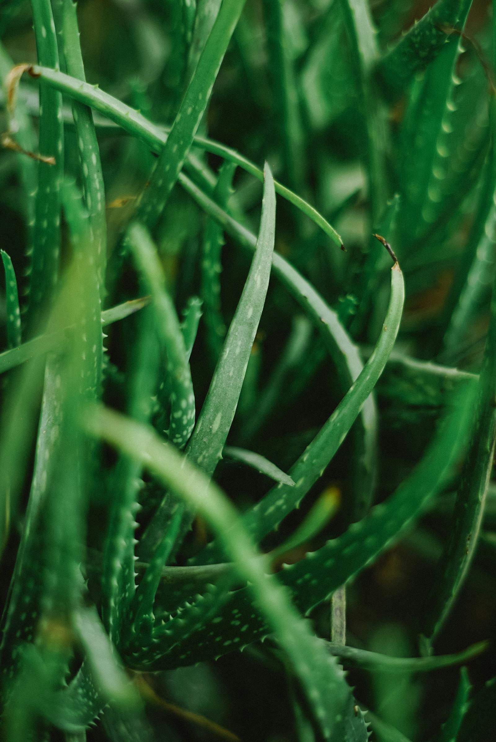 Signs Your Plant Is Getting Too Much Sun (And How to Fix It)