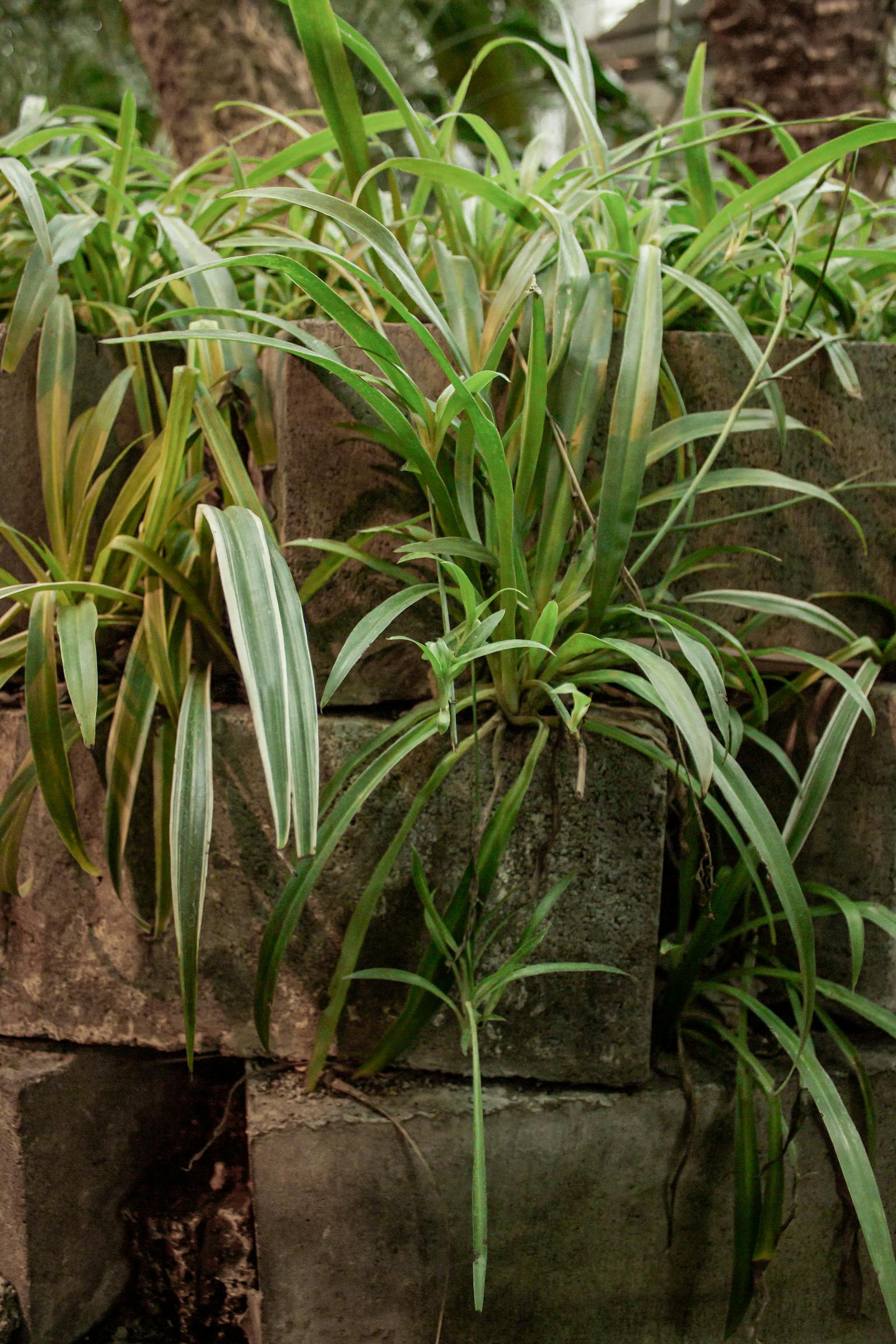 The Best Trailing Indoor Plants for Shelves, Hangers, and Wall Mounts