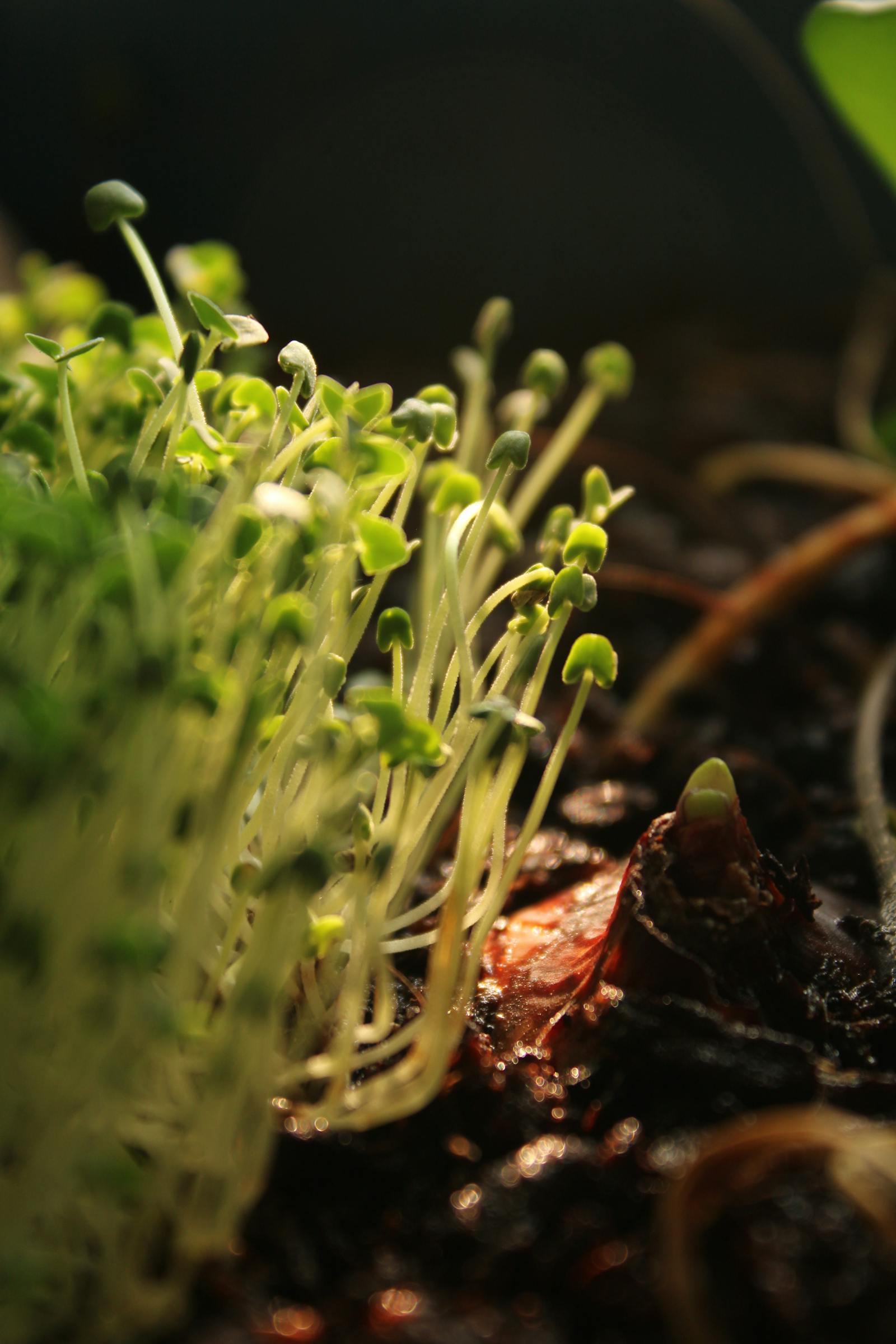 How Deep Should You Plant Seeds? The Simple Rule That Works