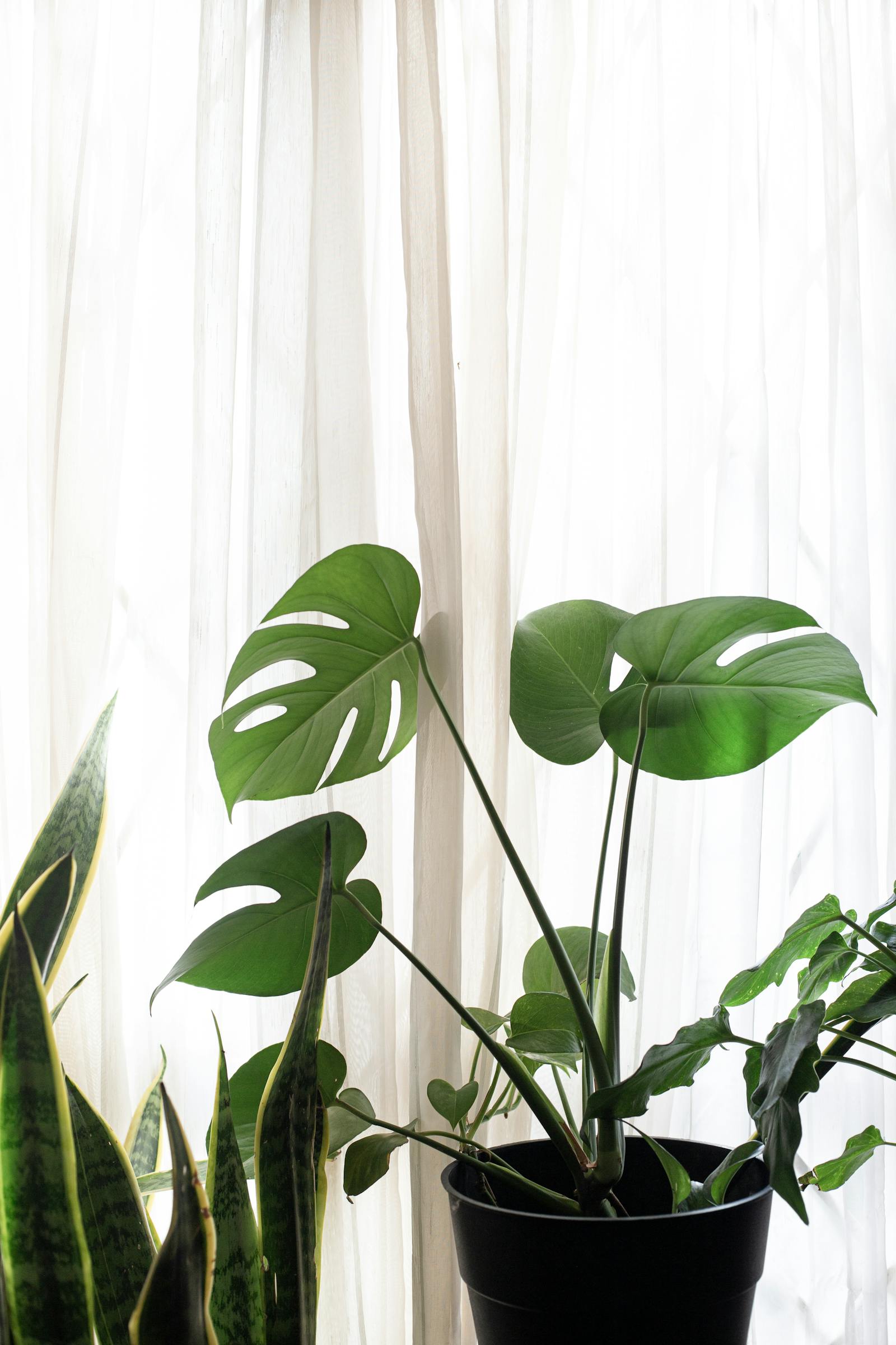 The Best Pet-Safe Houseplants for Homes with Cats and Dogs