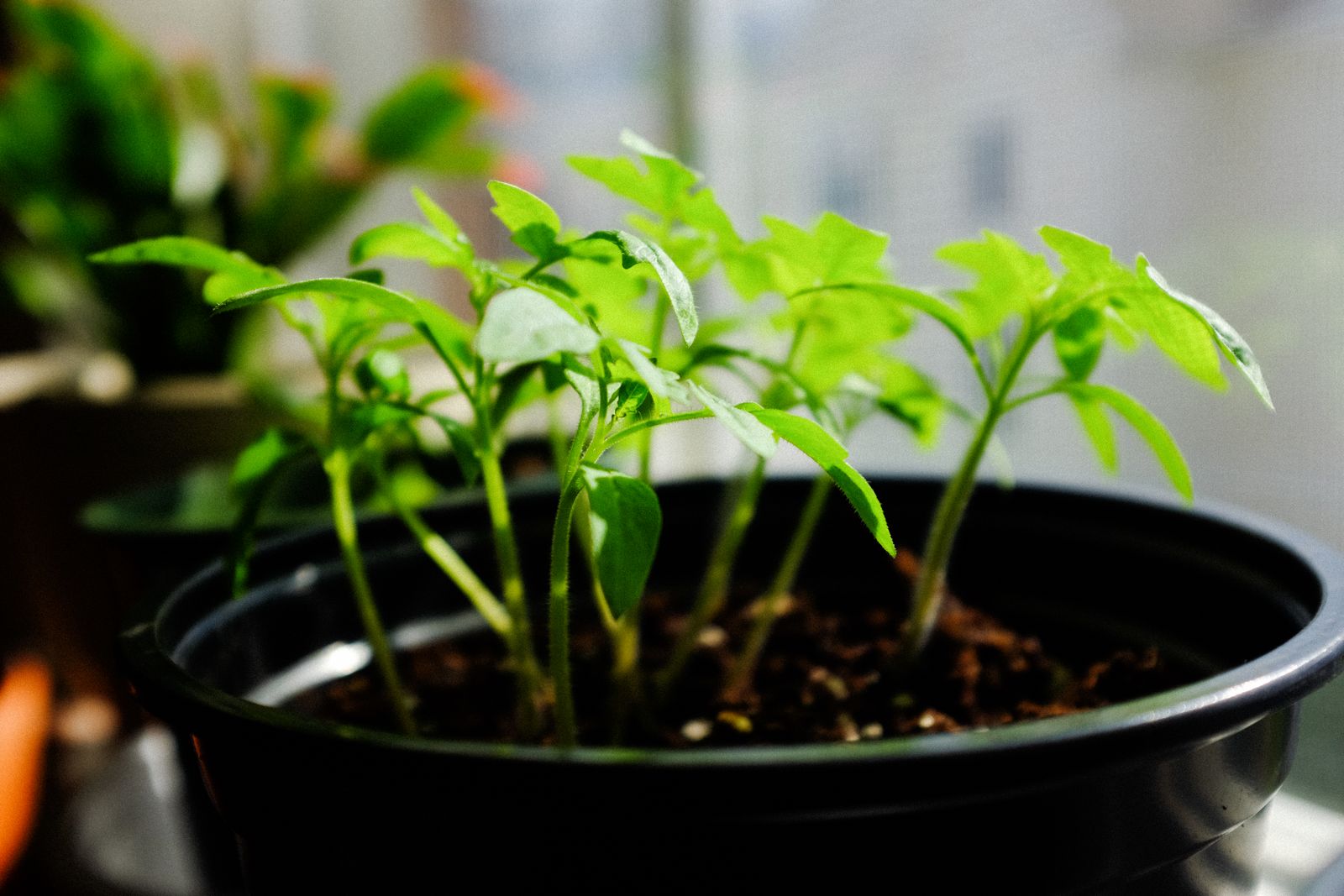 Why Your Plant Leaves Are Turning Brown at the Tips (And How to Stop It)