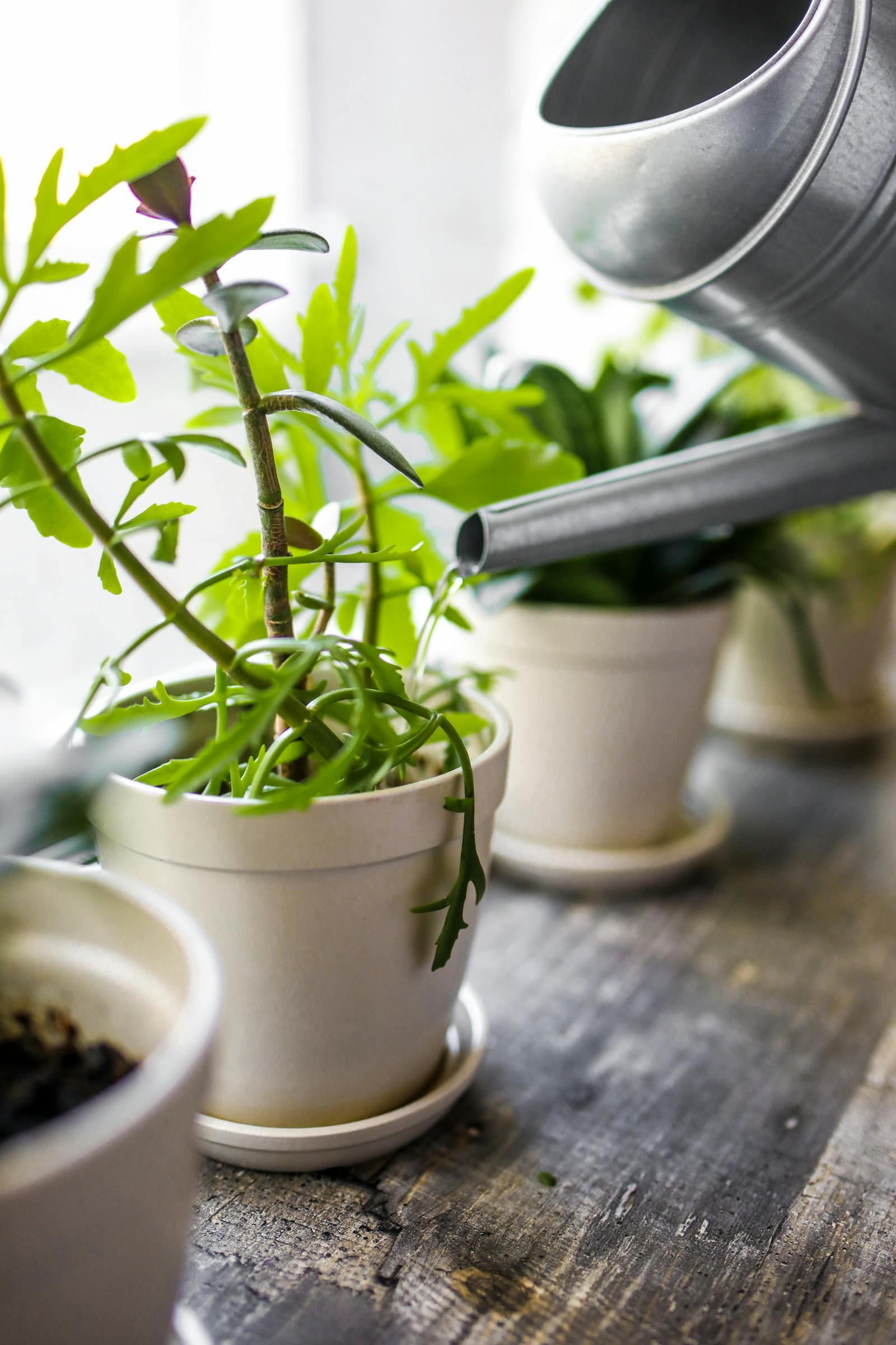 Overwatering vs Underwatering: How to Tell the Difference (Because the Symptoms Look Similar)
