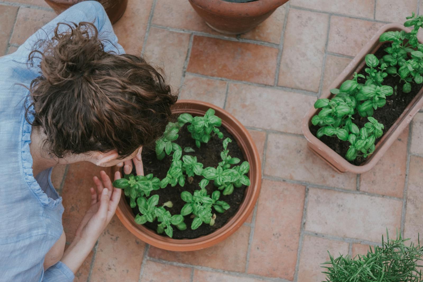 How to Grow Basil at Home: A Beginner’s Guide (From a Person Who Killed Three Pots First)