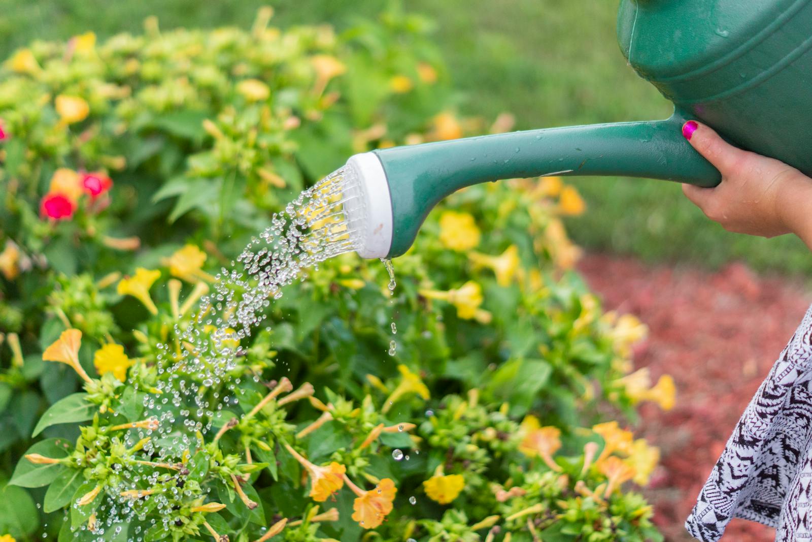 When Is the Best Time of Day to Water Your Plants?