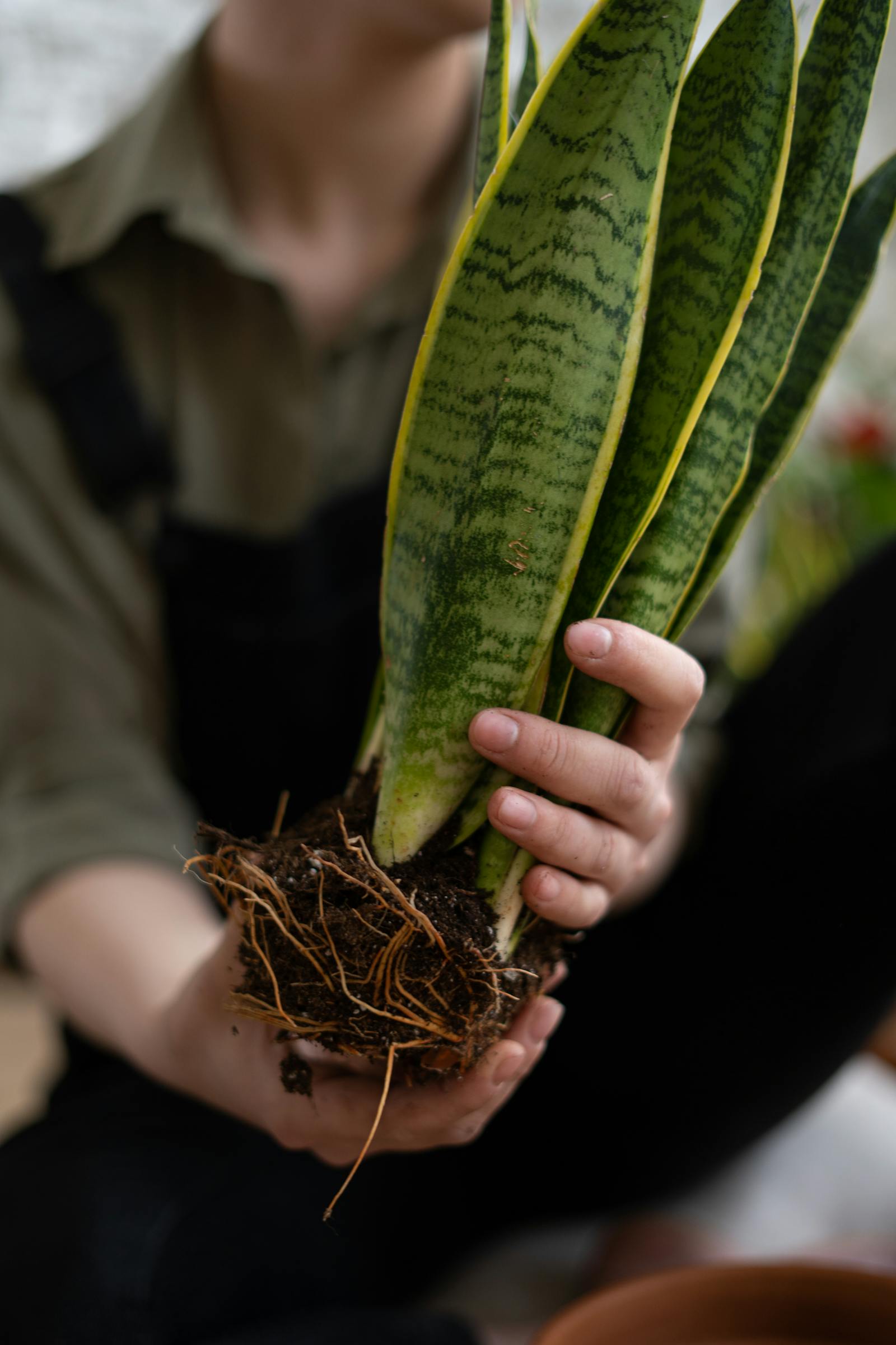 How to Water a Snake Plant (Without Killing It)
