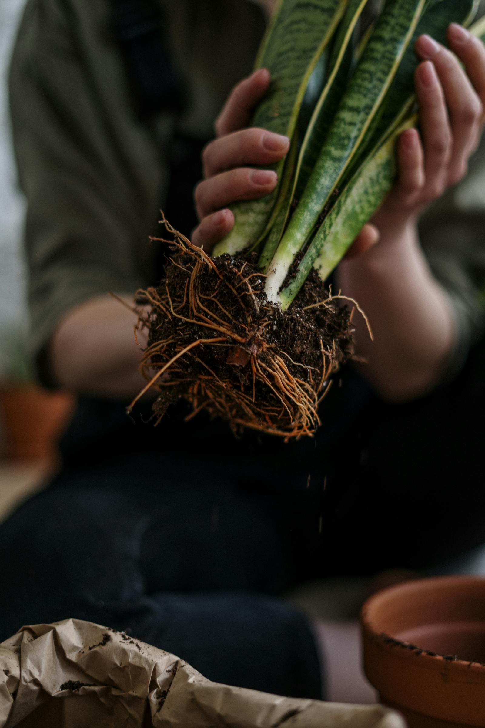 Root Rot: Causes, Prevention, and How to Save the Plant