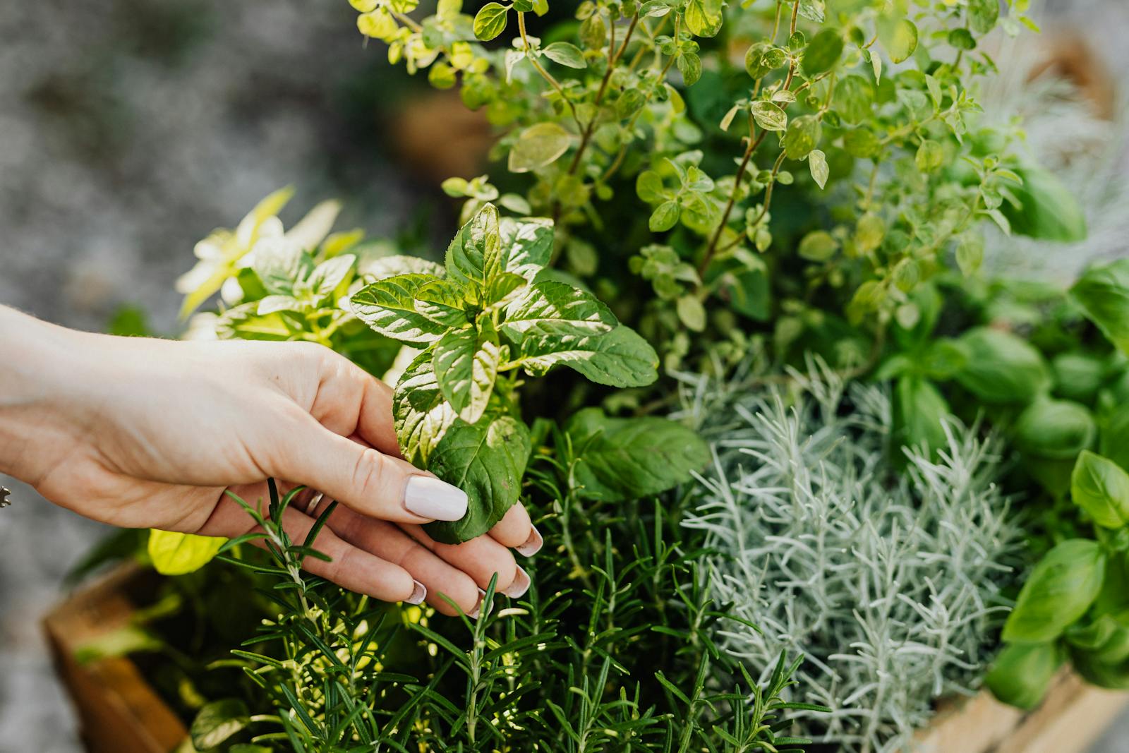Why Do My Herbs Keep Dying? The 6 Real Reasons