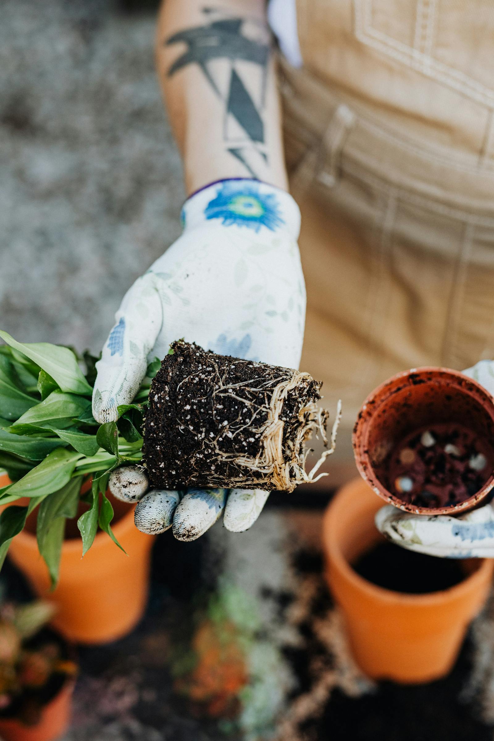 How to Repot a Plant Without Killing It: A Step-by-Step Guide