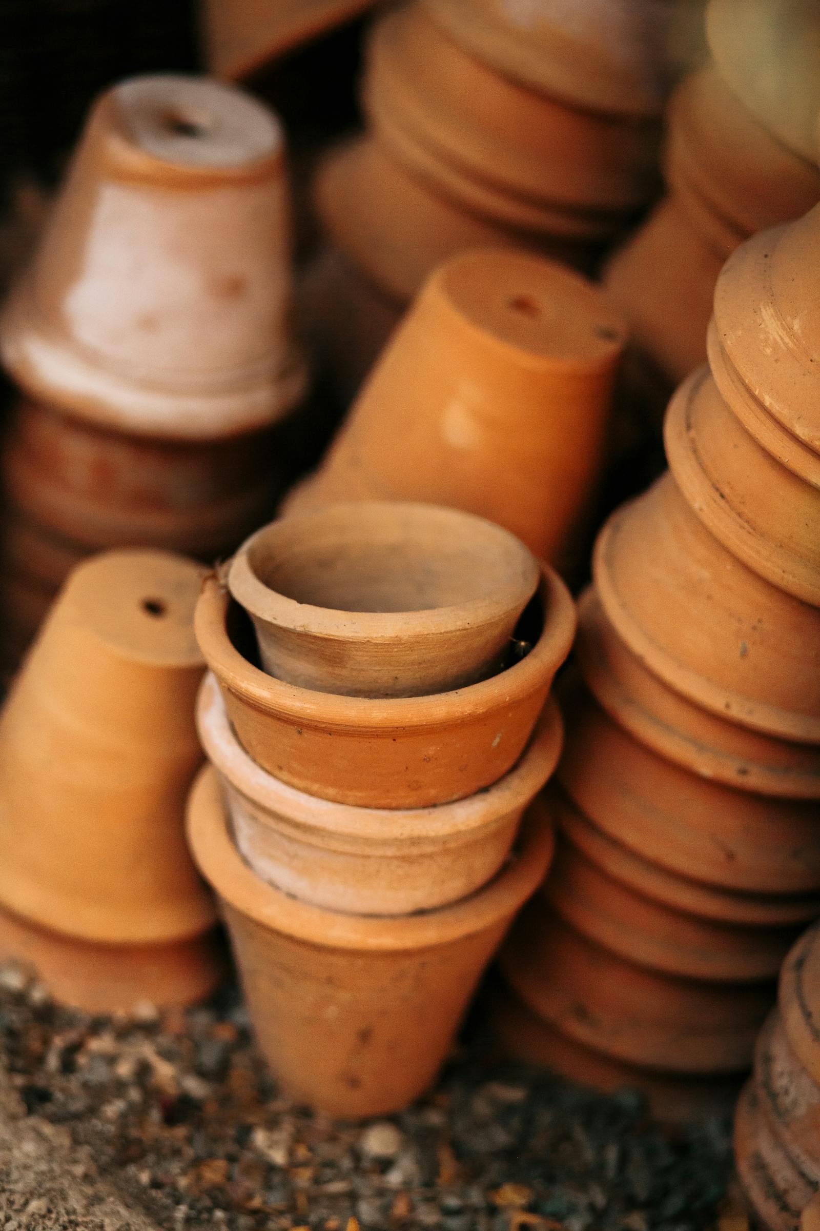 What Size Pot Does Your Plant Need? A Simple, Plant-by-Plant Guide