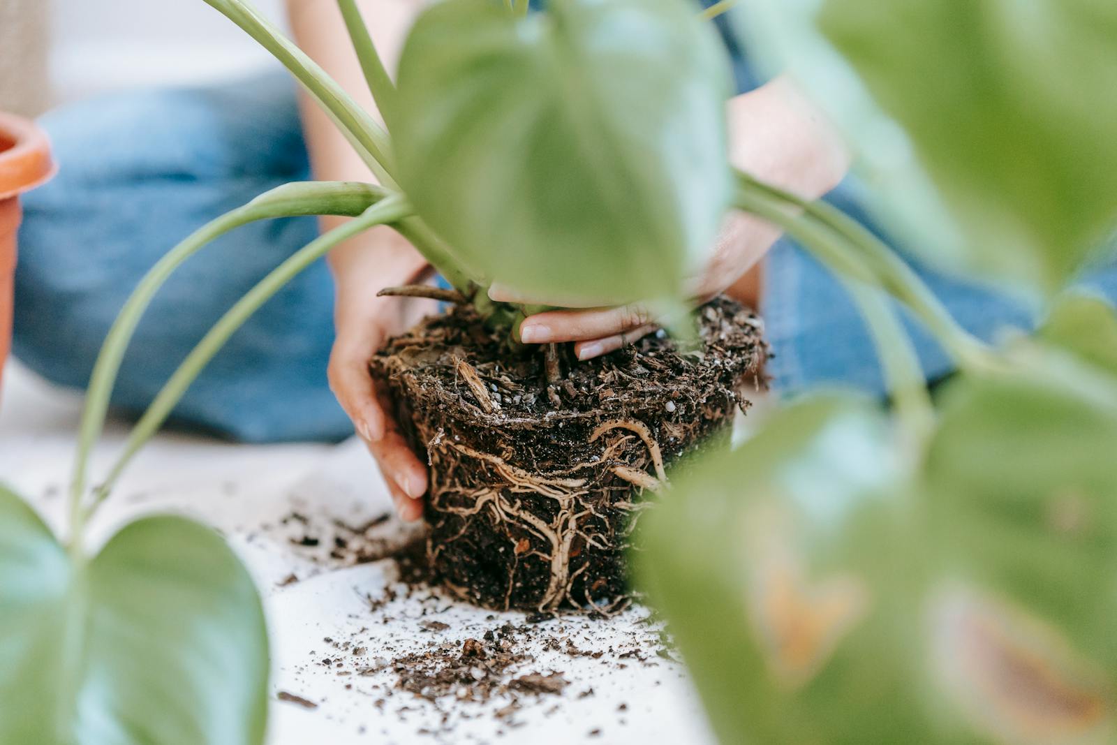 Why Your Indoor Plant Is Dropping Leaves