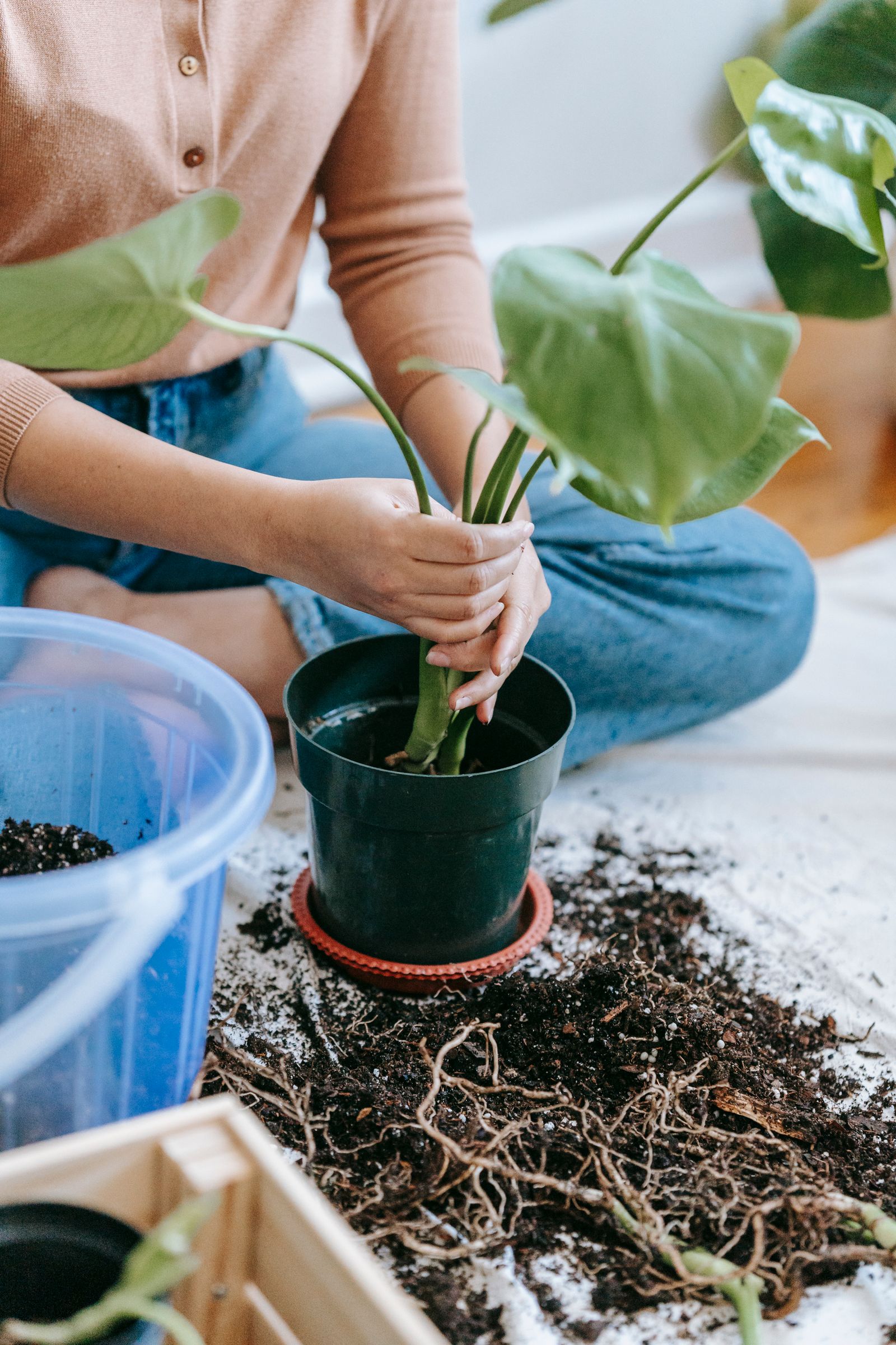 15 Beginner Gardening Mistakes (and Exactly How to Fix Them)