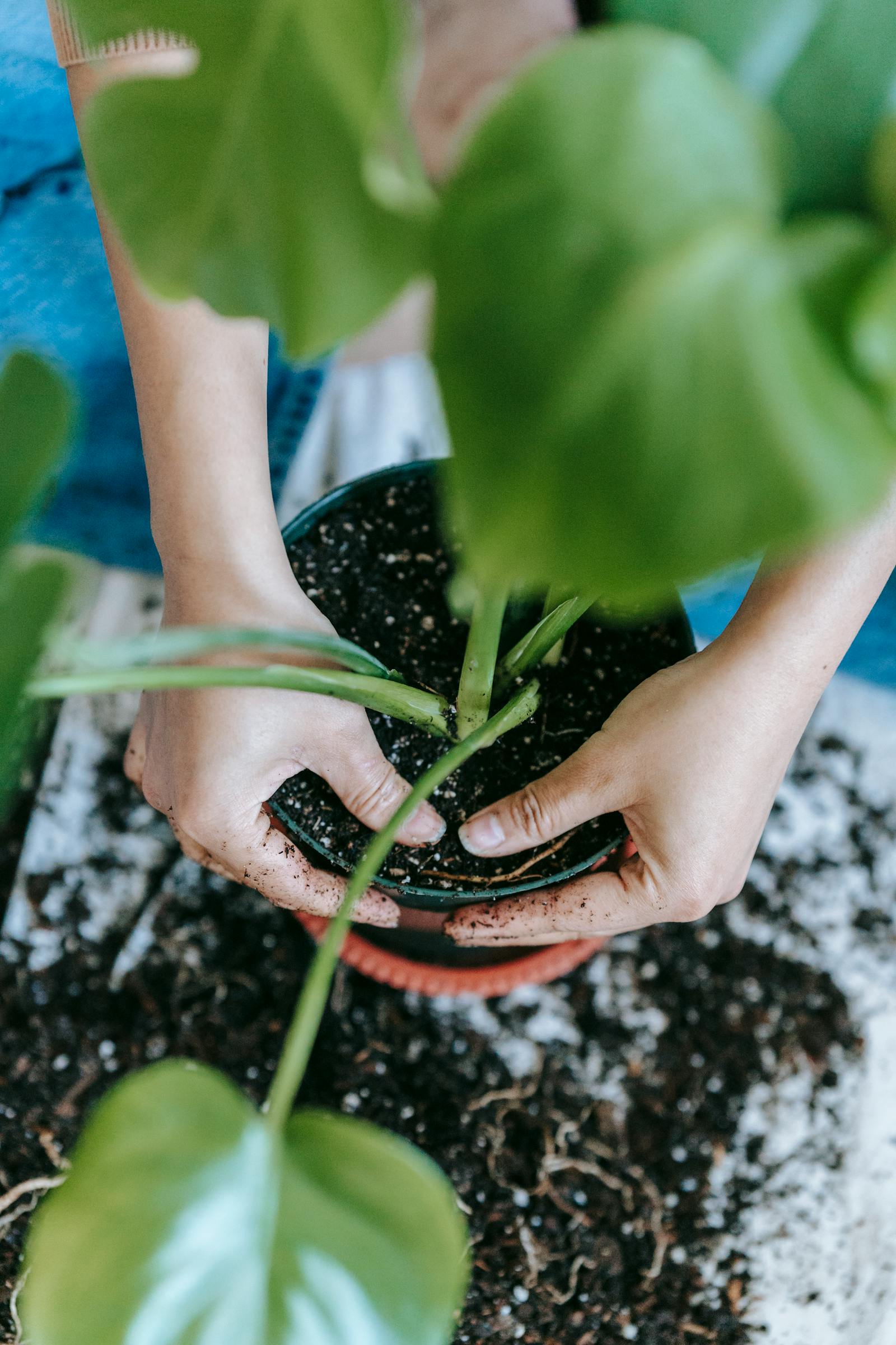 How to Revive a Dying Houseplant (Before You Give Up on It)