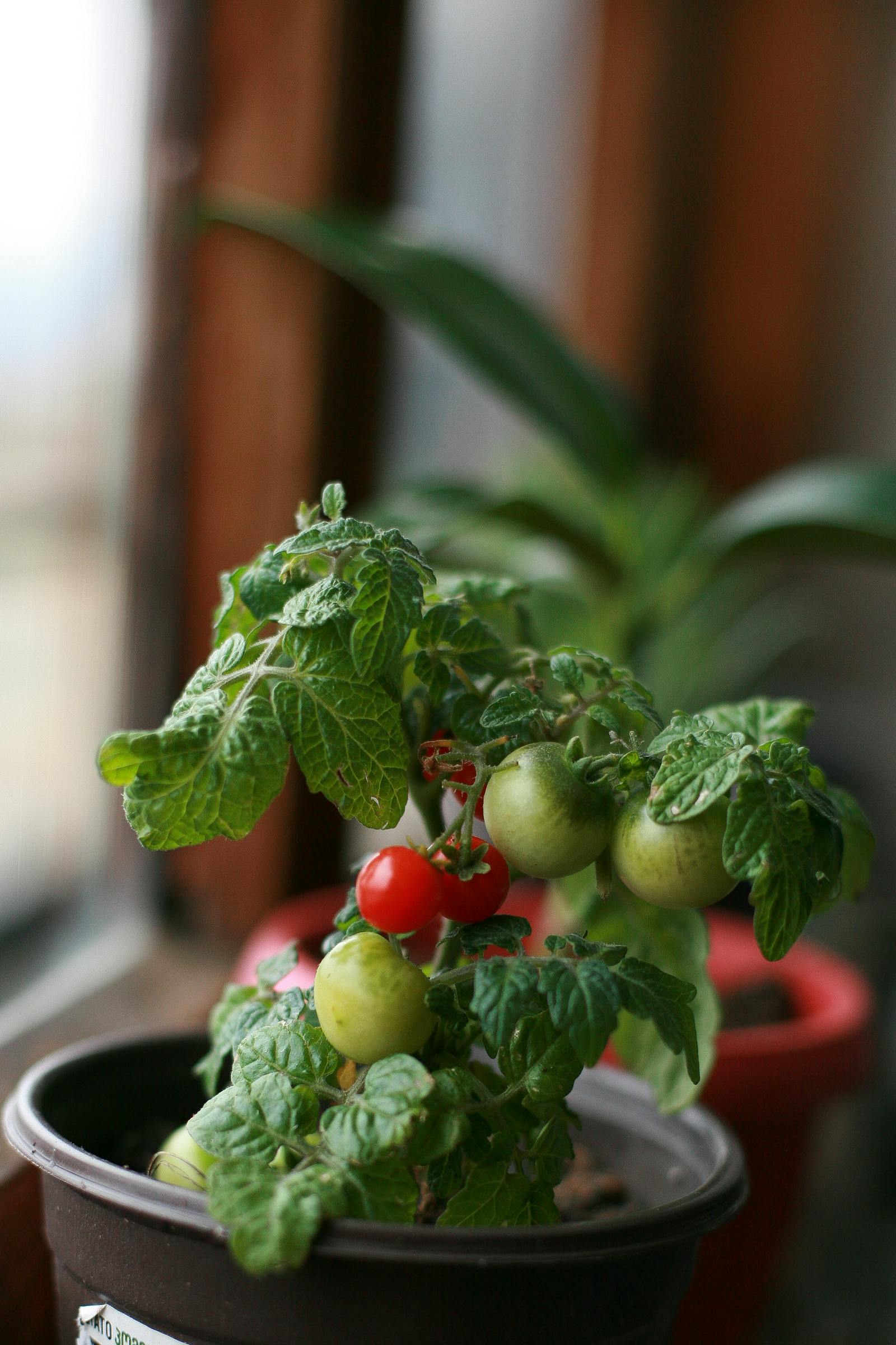 How to Grow Cherry Tomatoes in Pots: A Beginner Guide That Actually Works