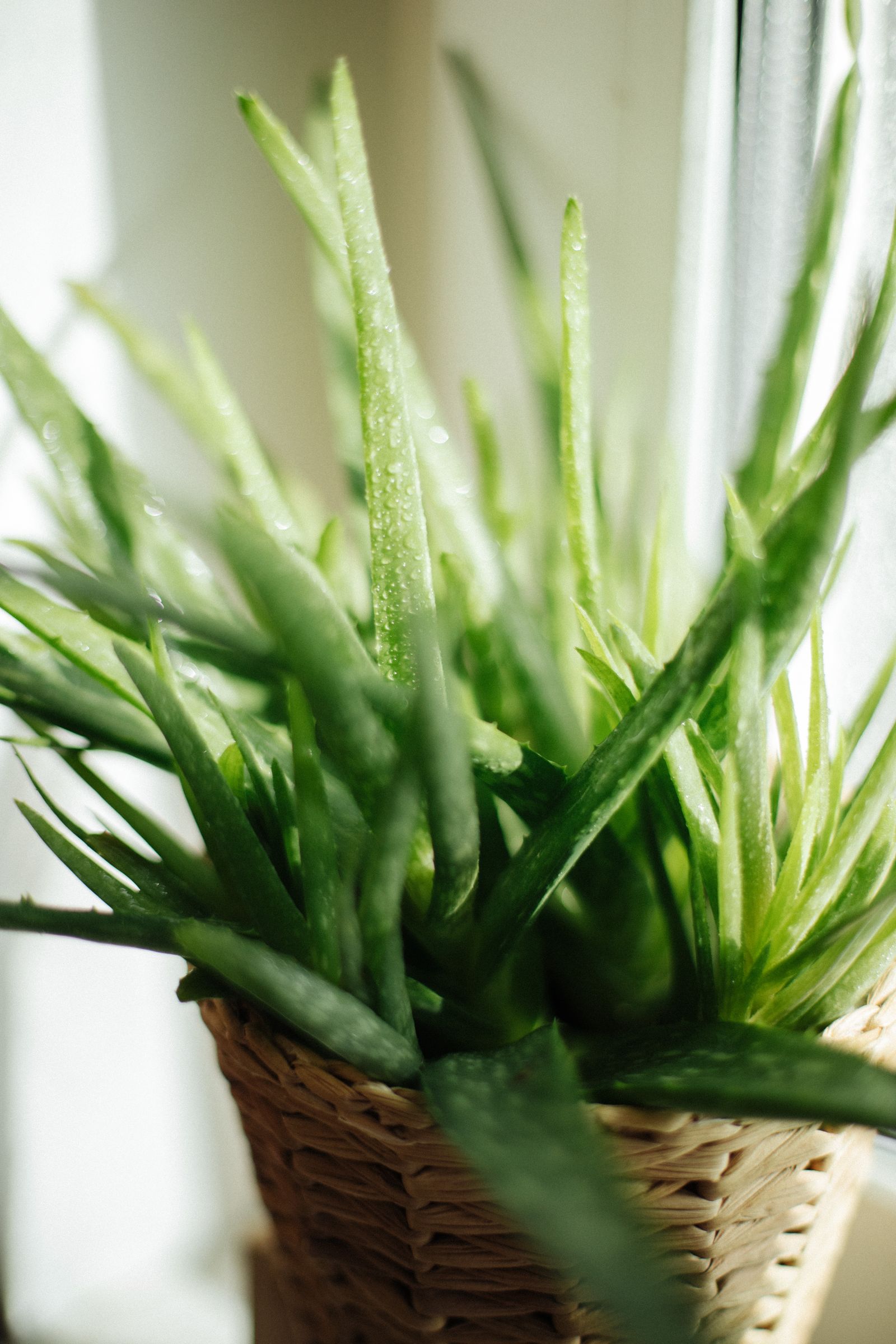 How to Care for an Aloe Vera Plant (and Use the Gel)