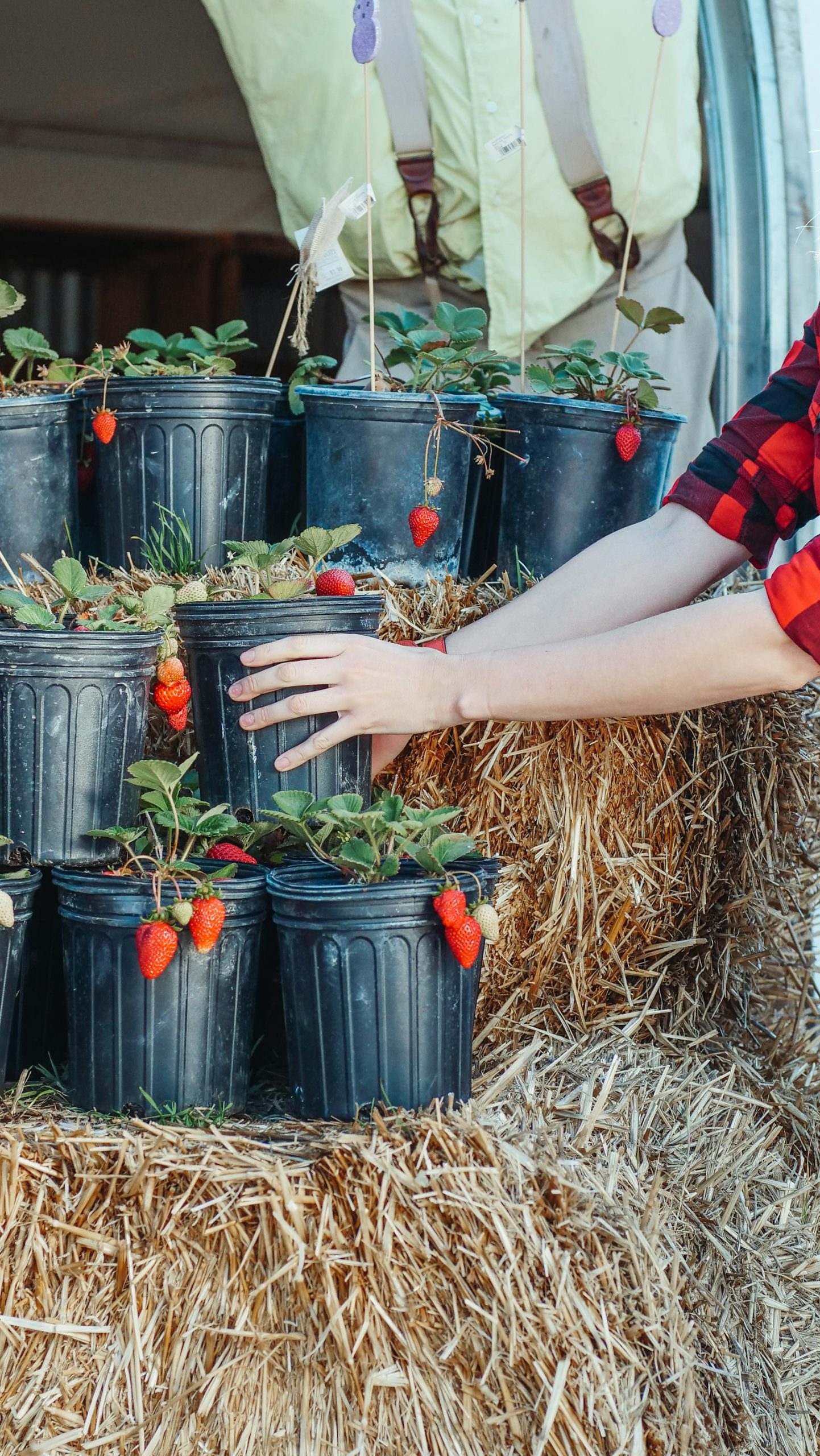 The Best Containers for Growing Vegetables (Size and Material That Actually Work)