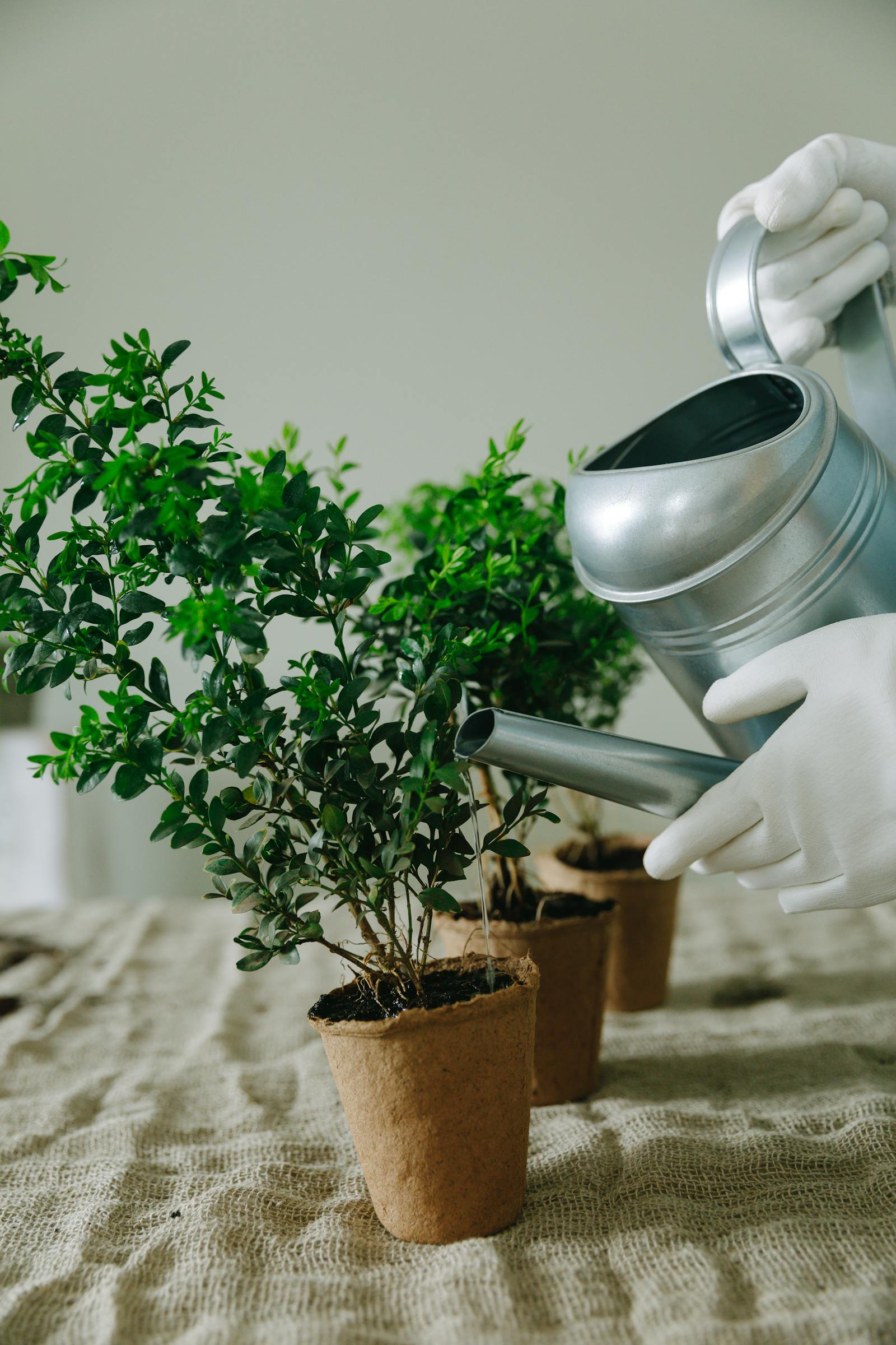 How Often to Water Houseplants: A Plant-by-Plant Guide for Different Rooms