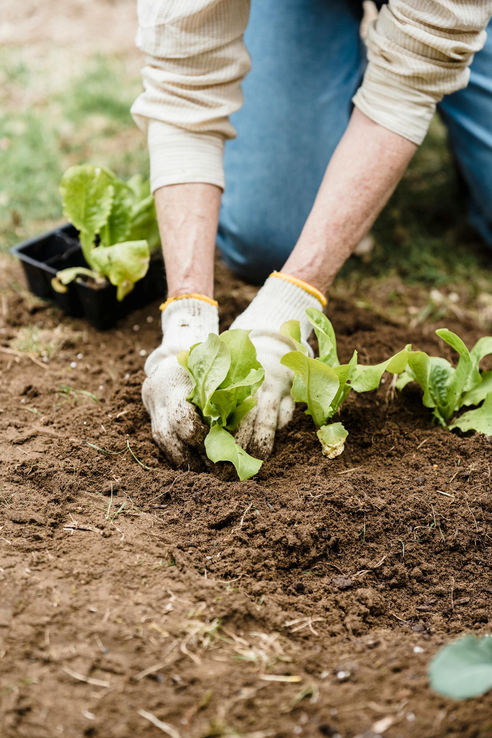 How to Grow Radishes: The Fastest Vegetable for Beginners