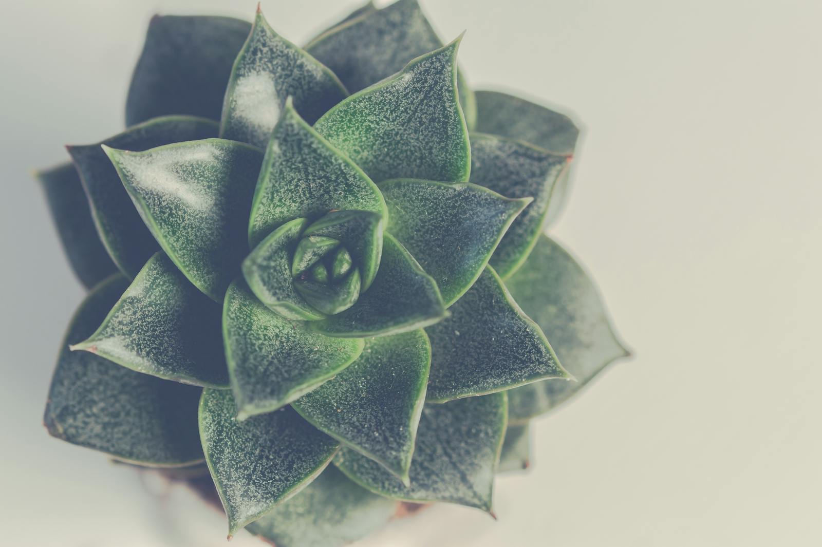 Why Your Succulent Is Stretching Out (And How to Fix It)